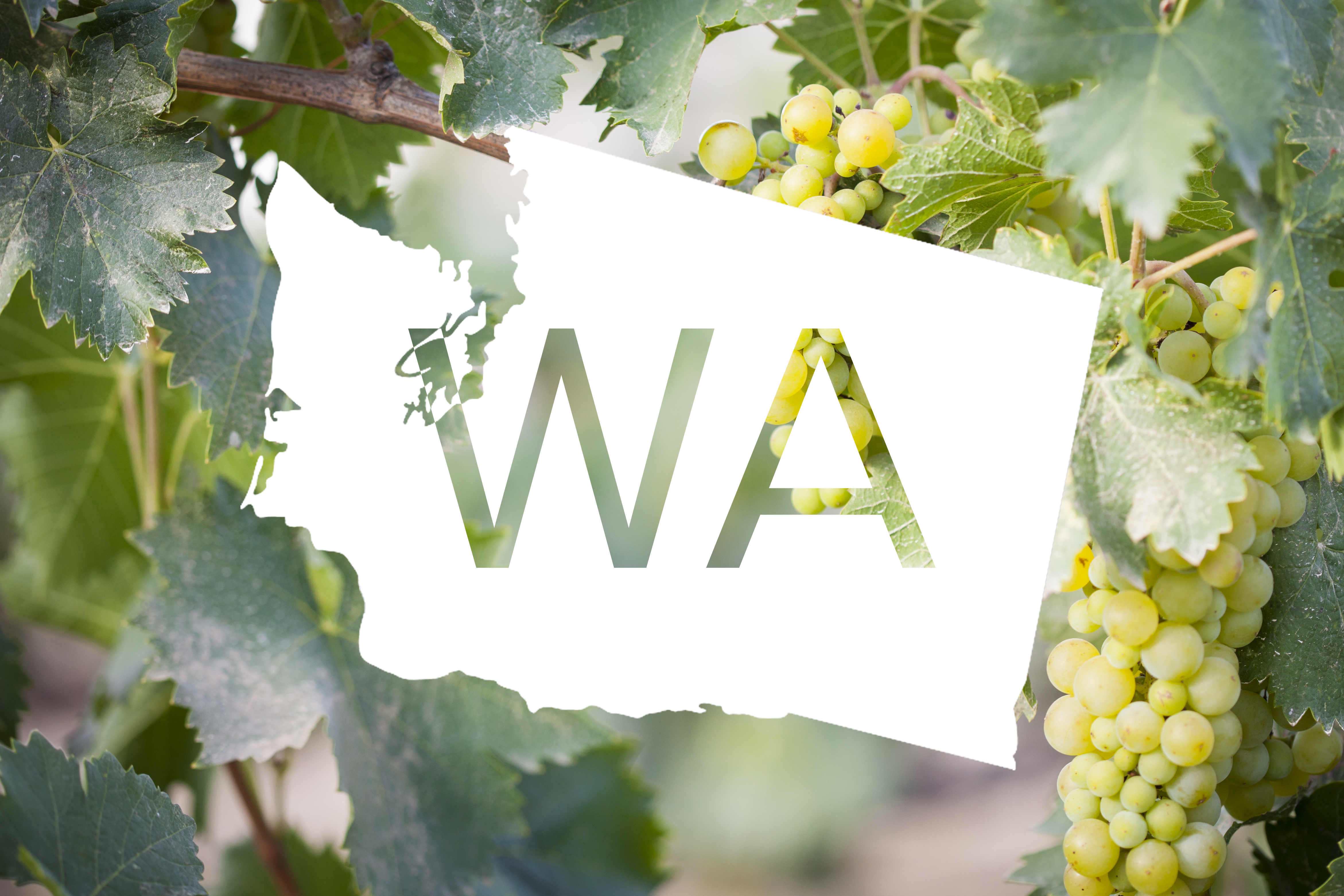 Silhouette of Washington State with "WA" on it, overlaid on top of an image of wine grapes
