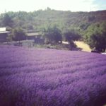 A lavender field ready for harvest