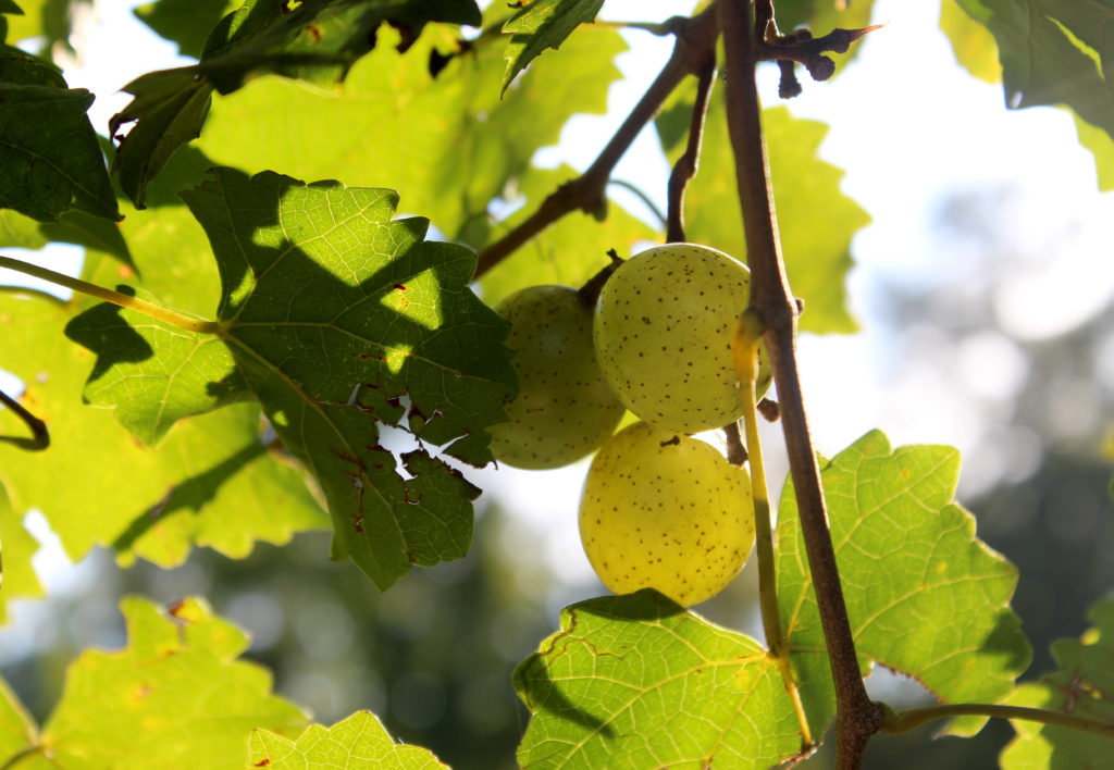 Muscadine wine grapes on the vine