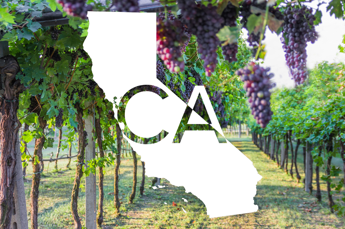Silhouette of California state with "CA" written, overlaid on a photo of wine grapes hanging from a vine
