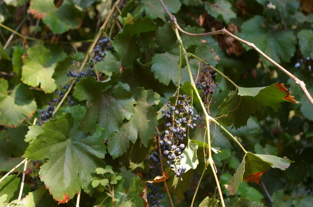 Vitis California species of grape is native to California