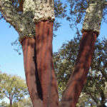 Cork tree with bark regrowing
