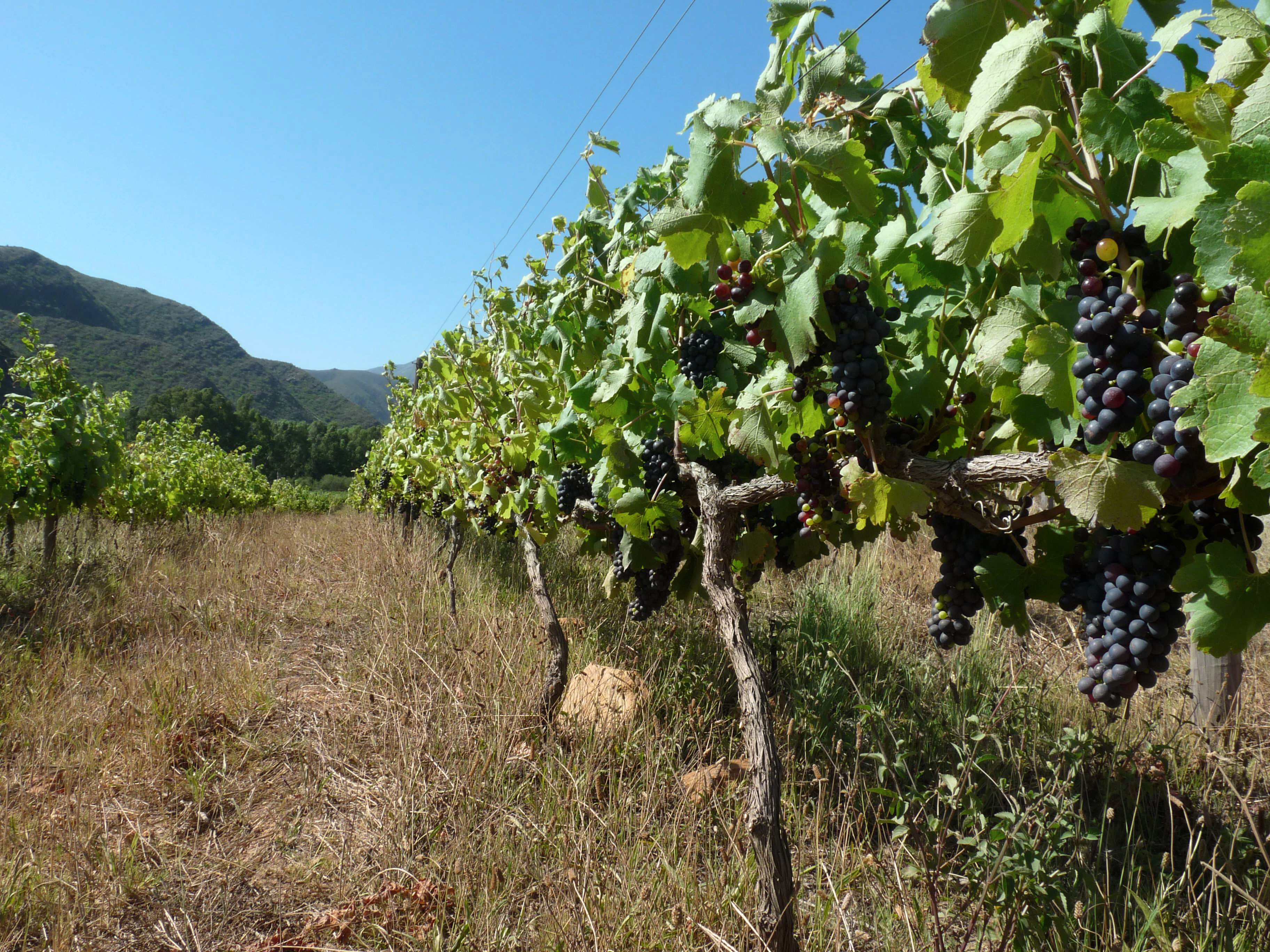 Organic pinotage grapes on a living wine grape vine