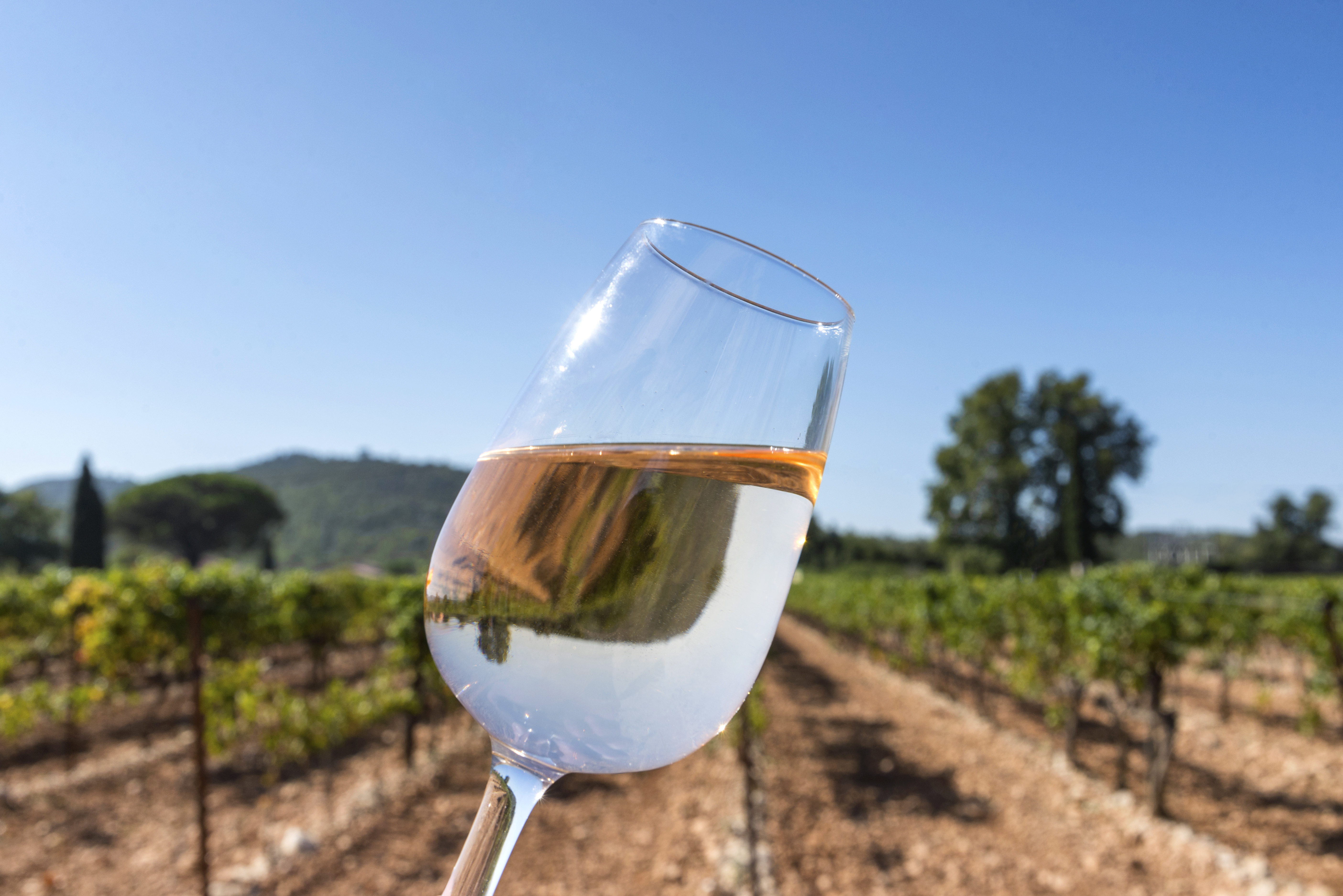 A glass of white wine examined for color and legs with a vineyard in the background
