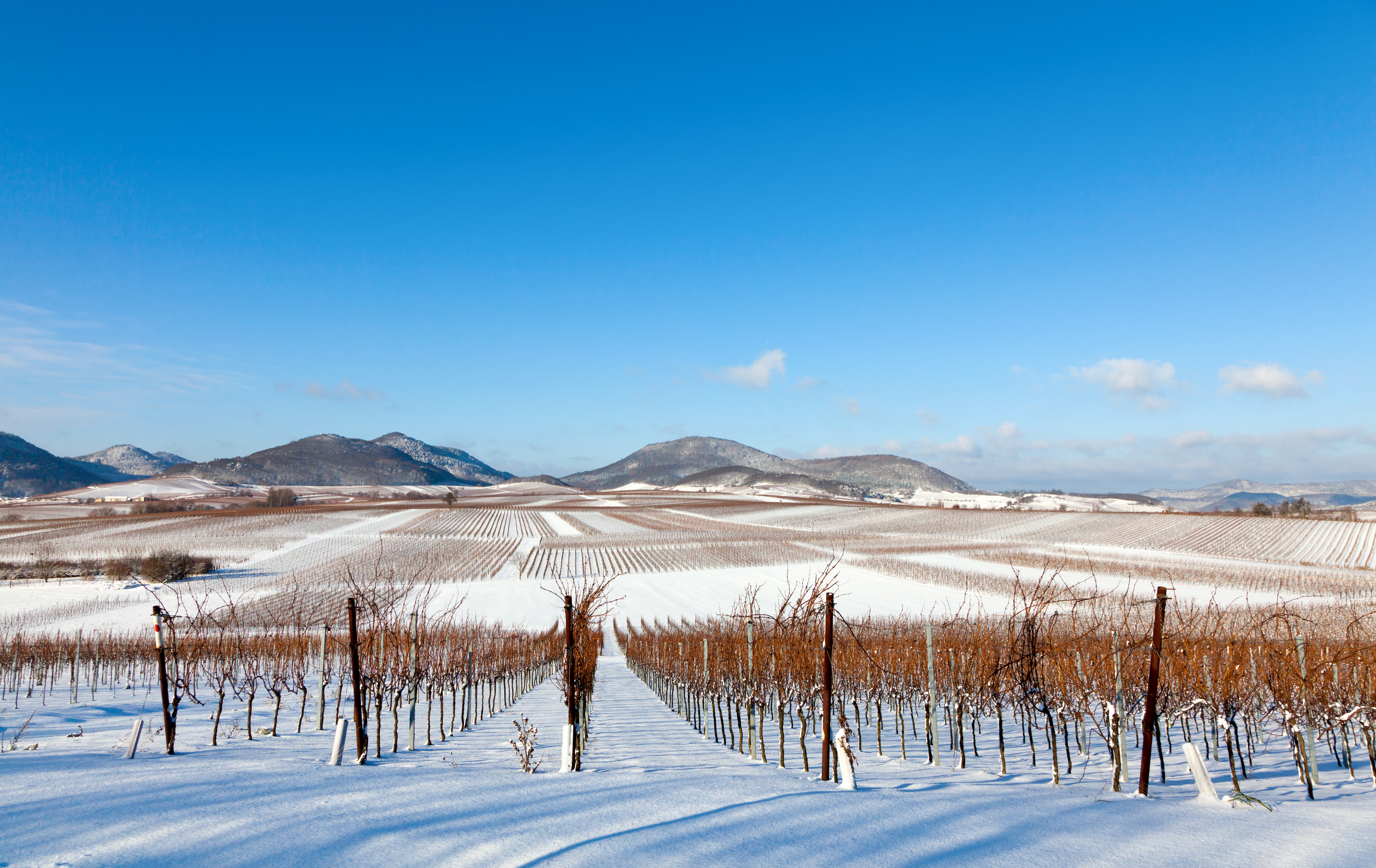 Winter vineyard in full dormancy with snow covering the ground and distant mountains