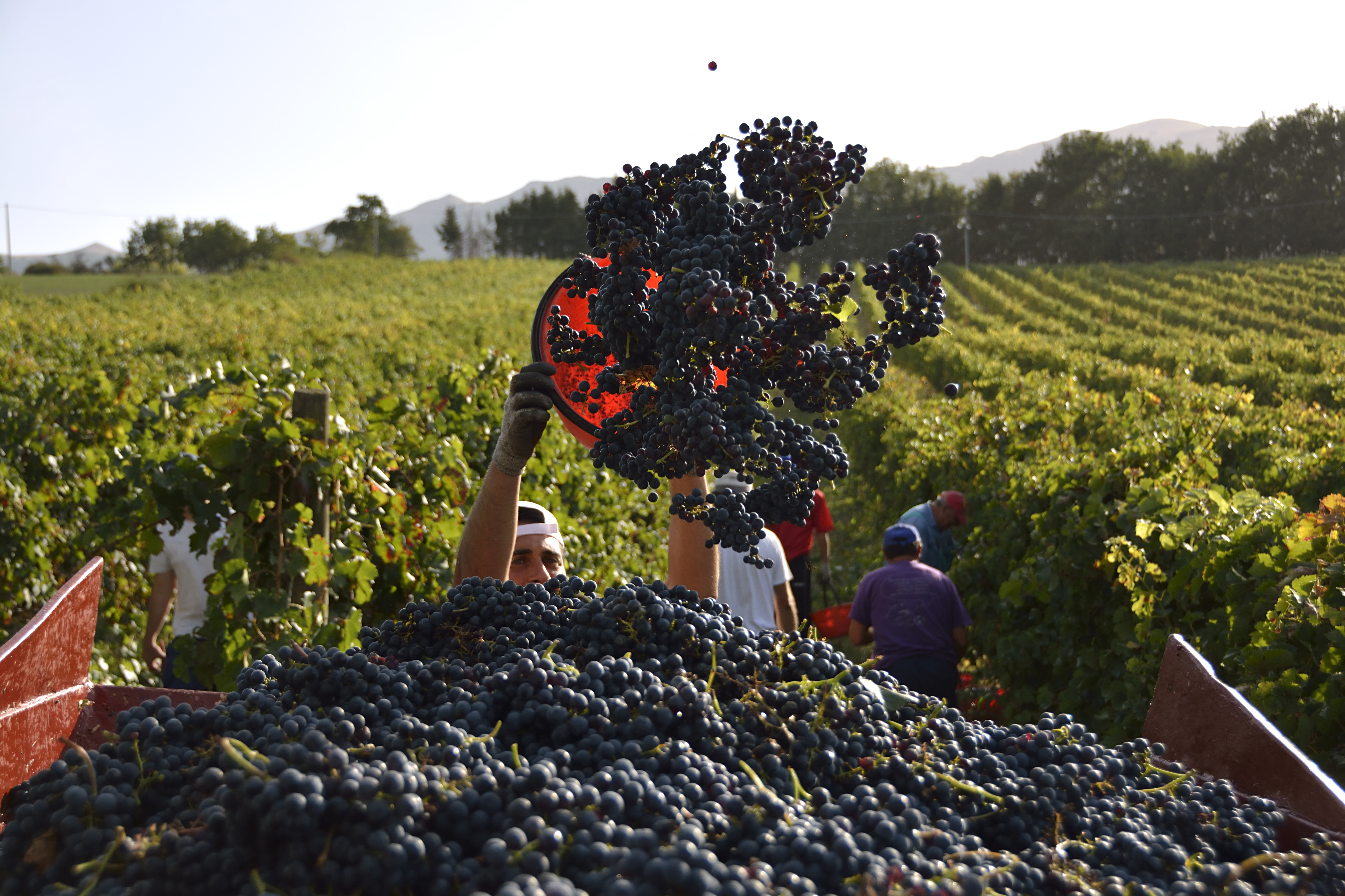 Workers harvesting Merlot grapes from a vineyard