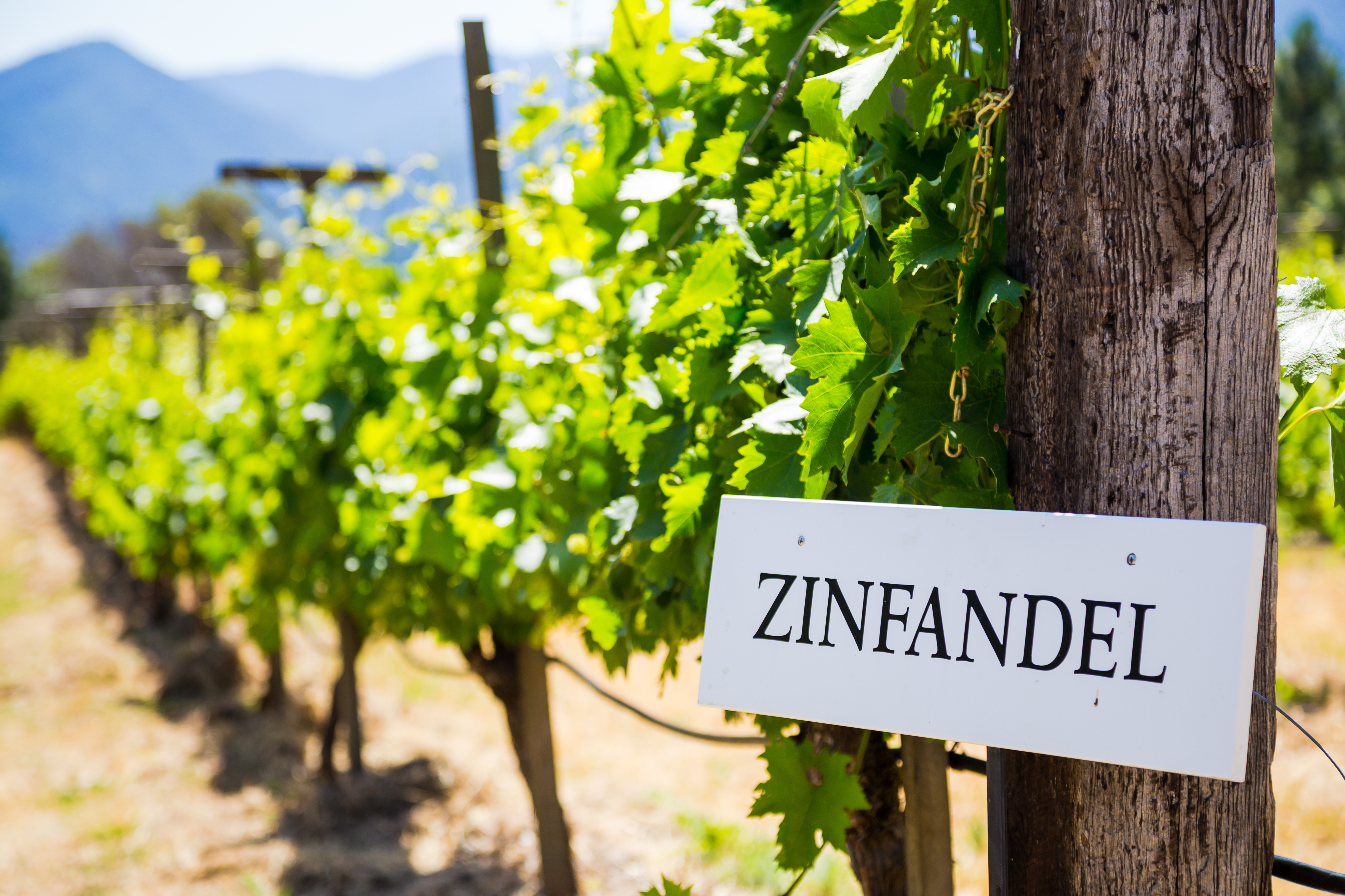 Zinfandel vine row with a sign reading "Zinfandel"