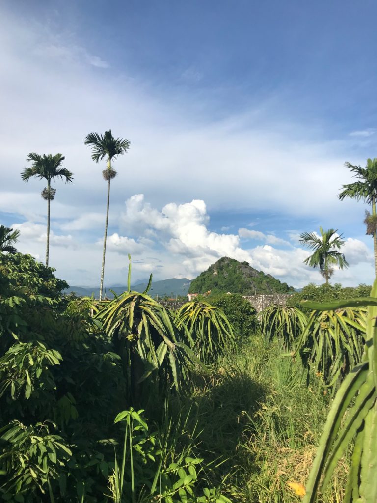 A tropical scene with volcanic mountains and clouds over a palm tree forest