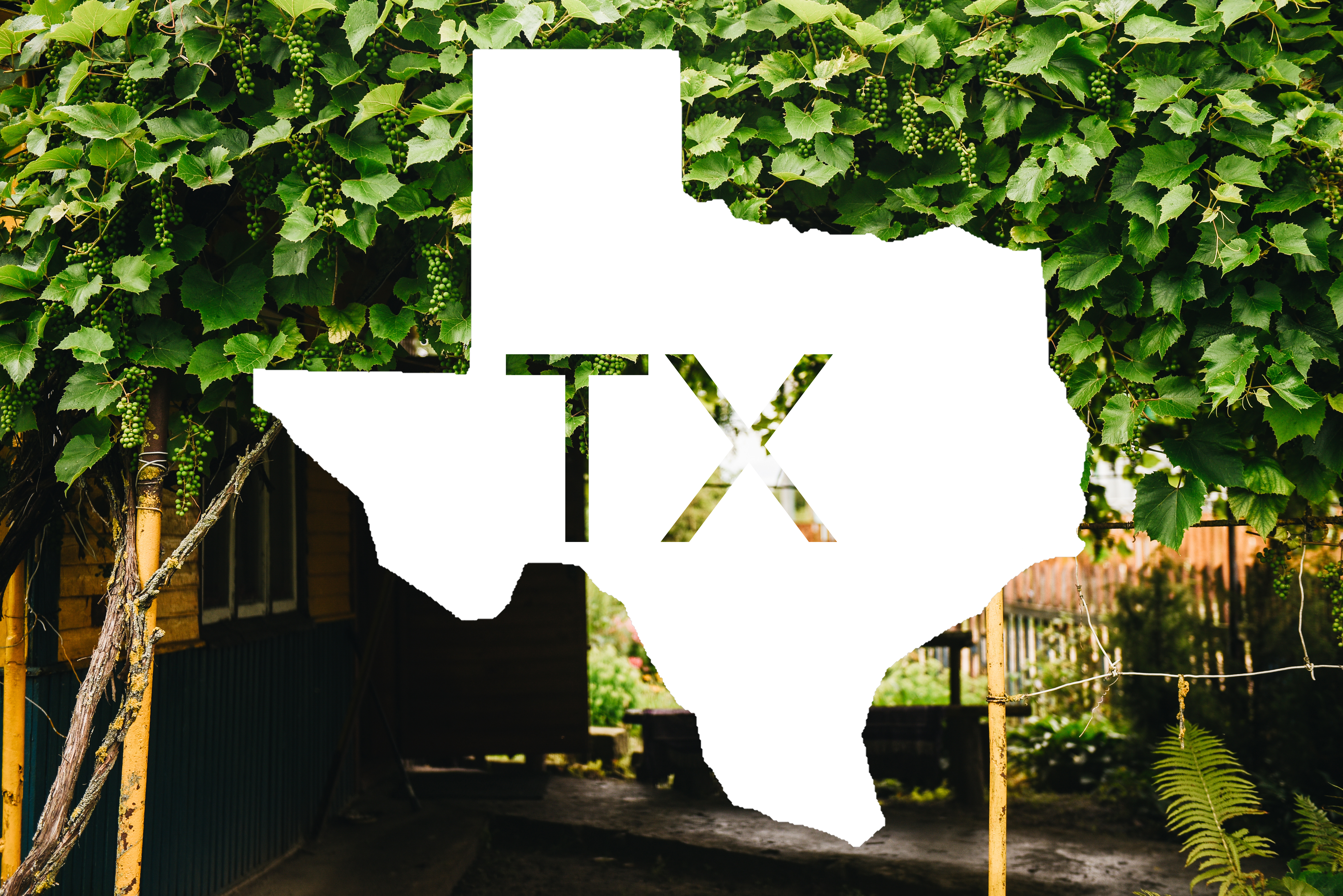 Silhouette of the state of Texas with TX written, overlaid on a wine Texan vineyard background