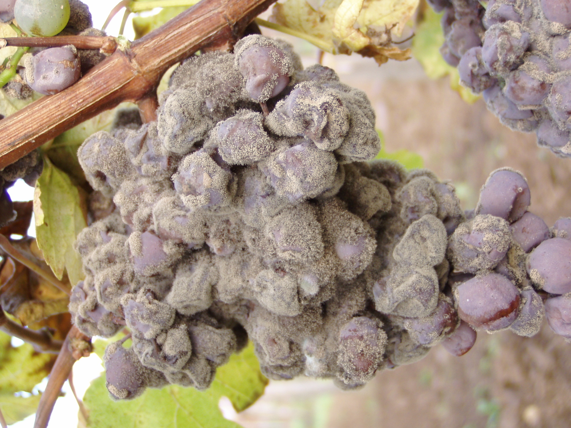 Botrytis on a bunch of wine grapes hanging on the vine
