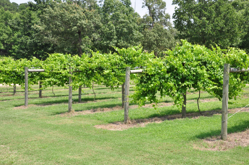Cultivated wine grape vineyards in North Carolina