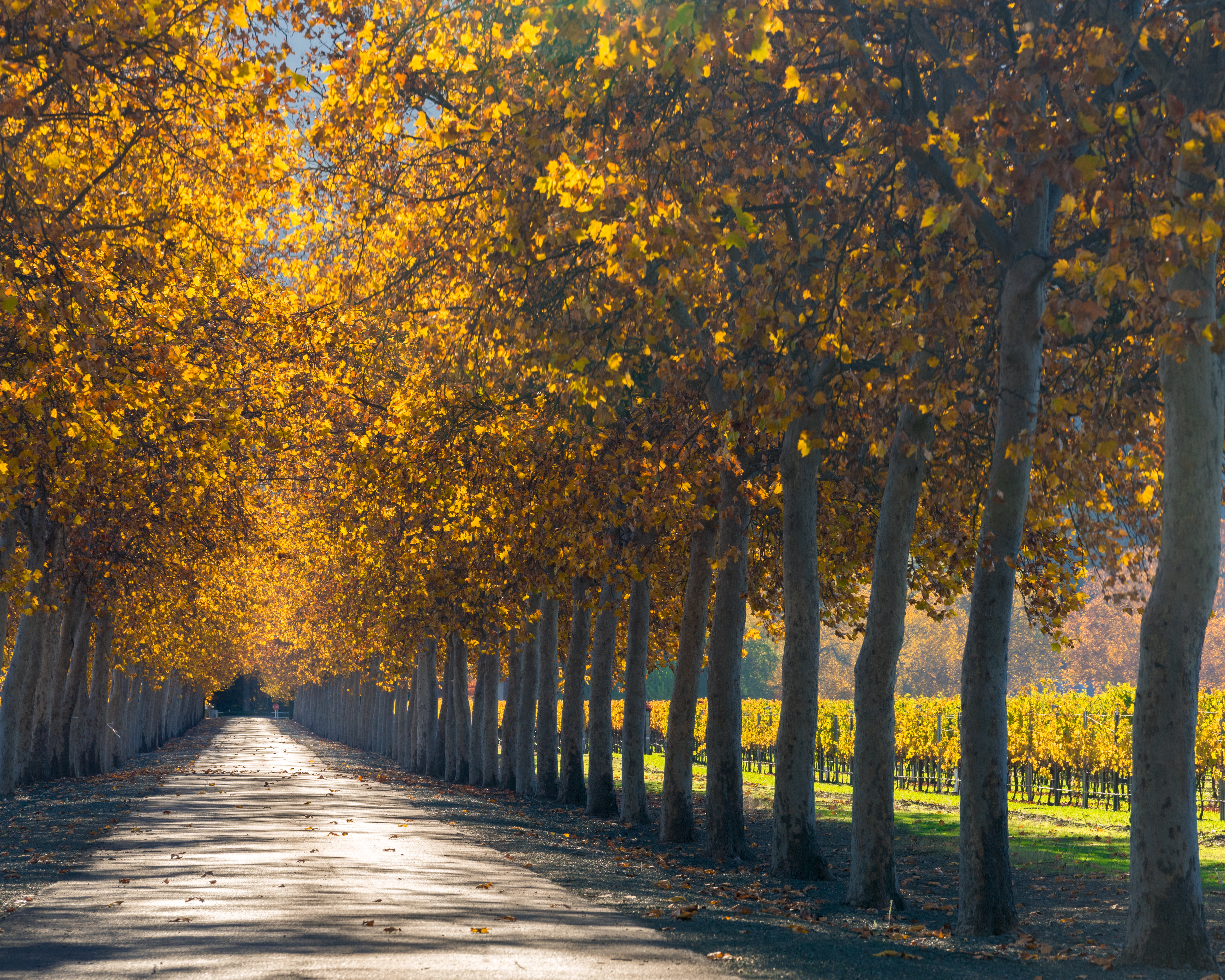Autumn vineyard roadway in Rutherford lined with colorful trees