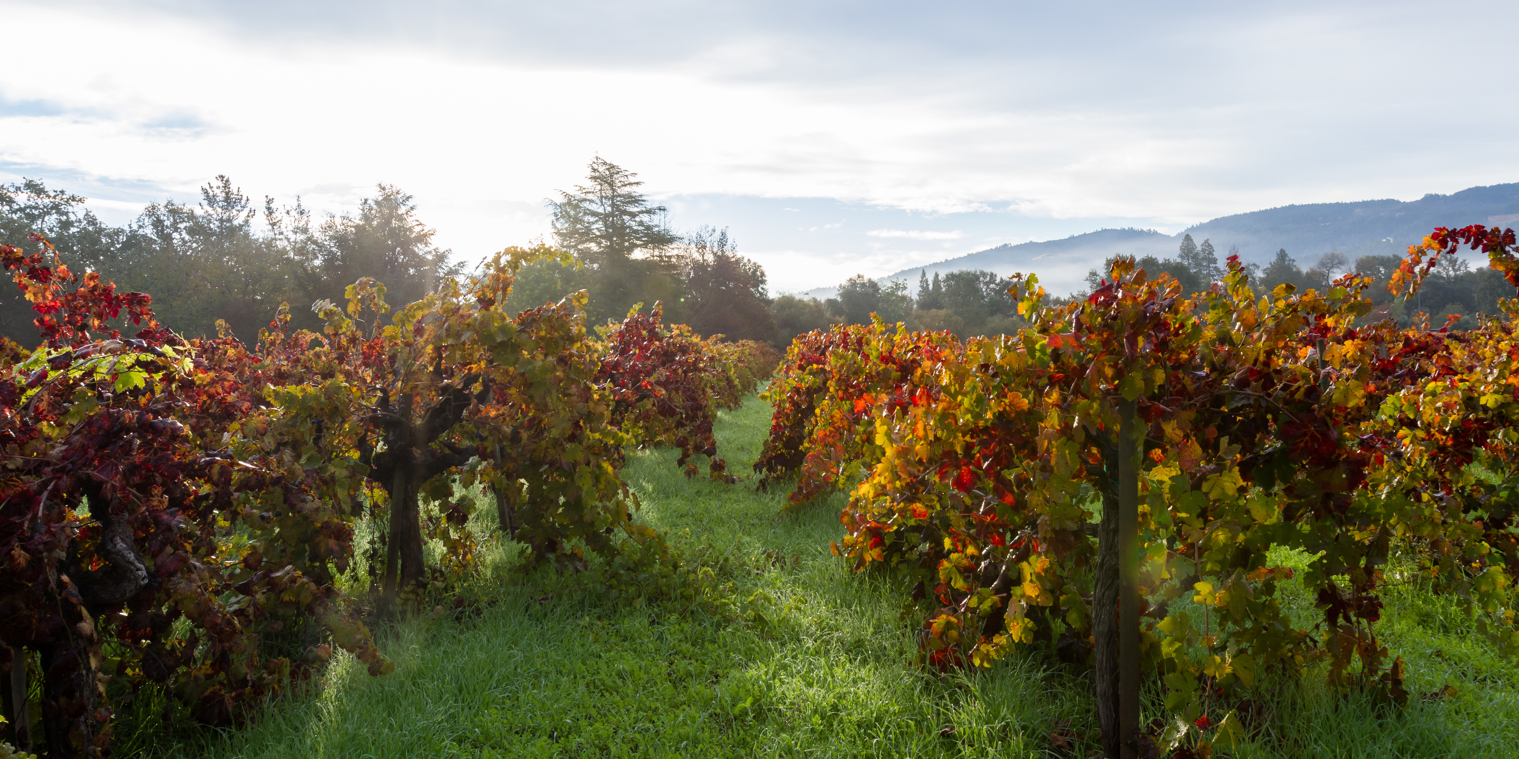 Calistoga vineyard in Autumn season