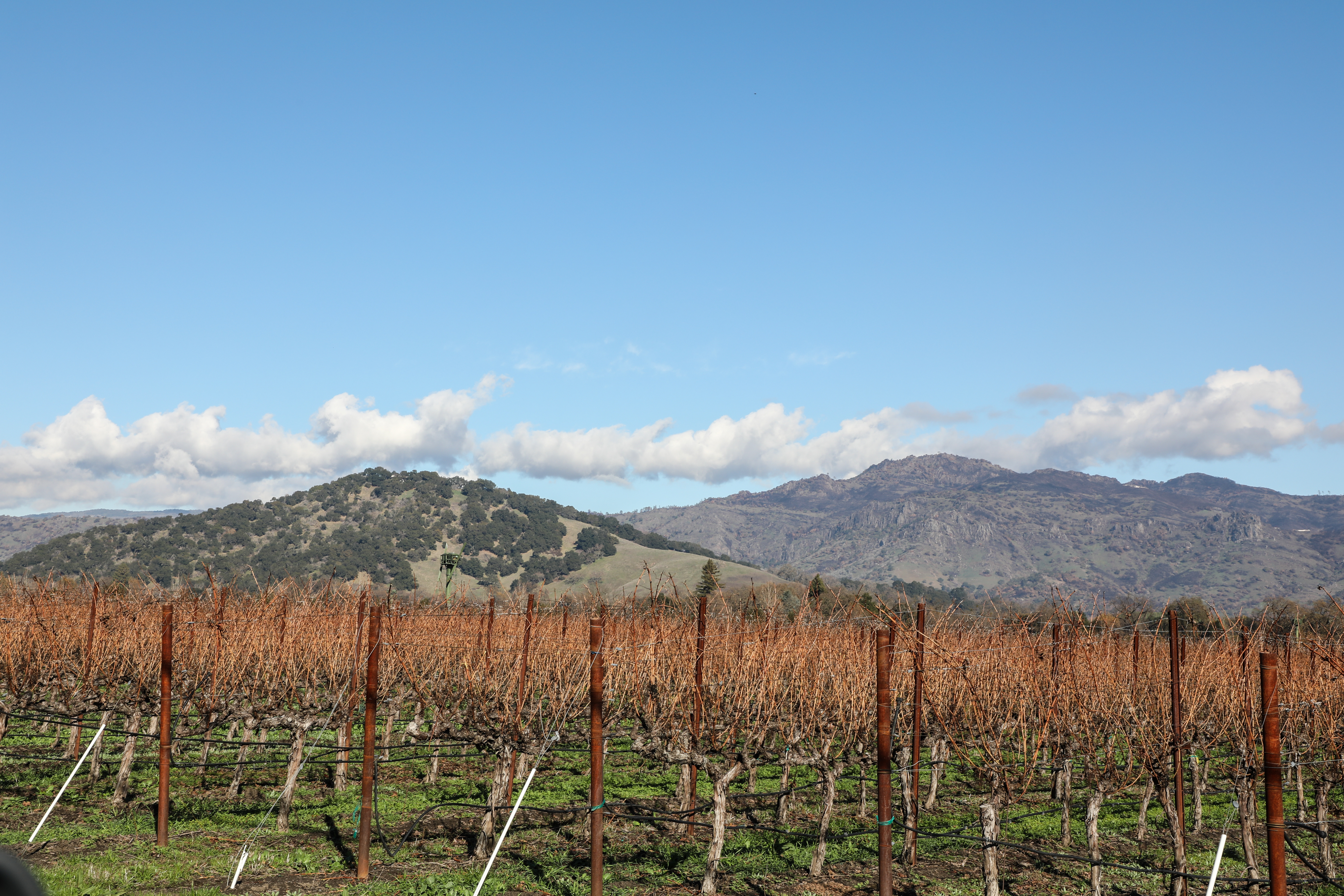 Dormant vineyards in the Coombsville AVA of Napa Valley's winegrowing region