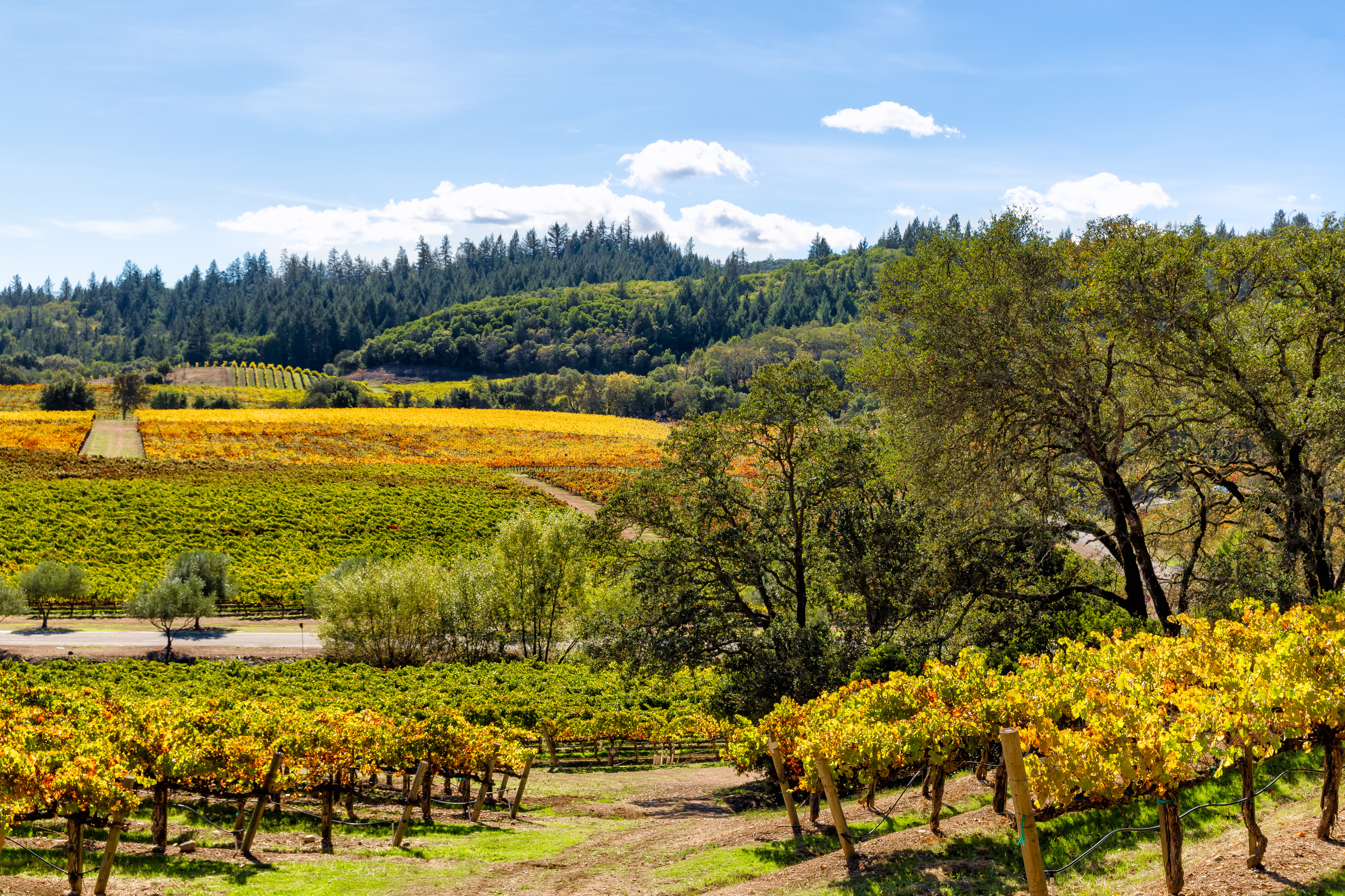 California wine country landscape in autumn