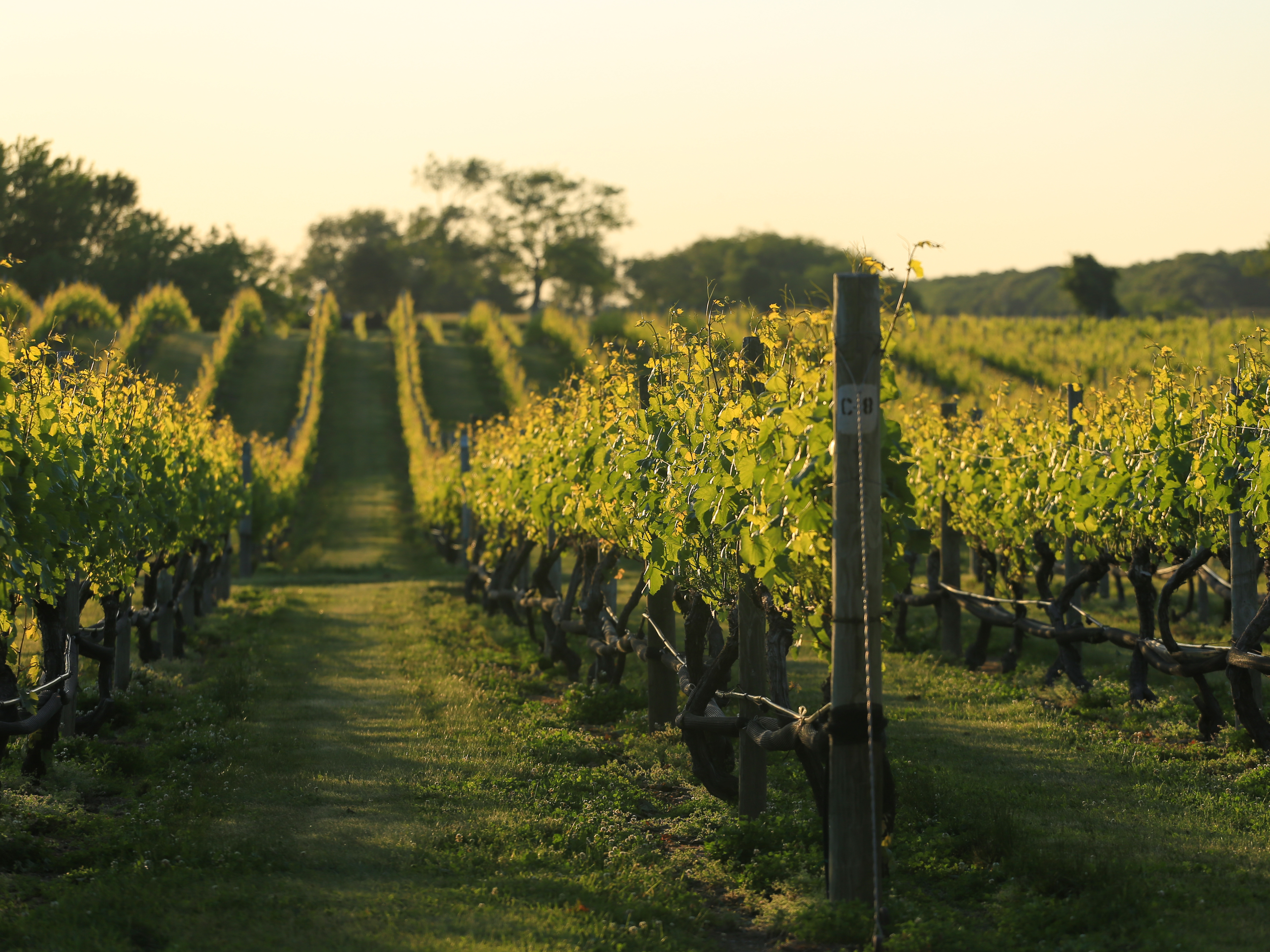 Grape vineyard from New York state's wine industry