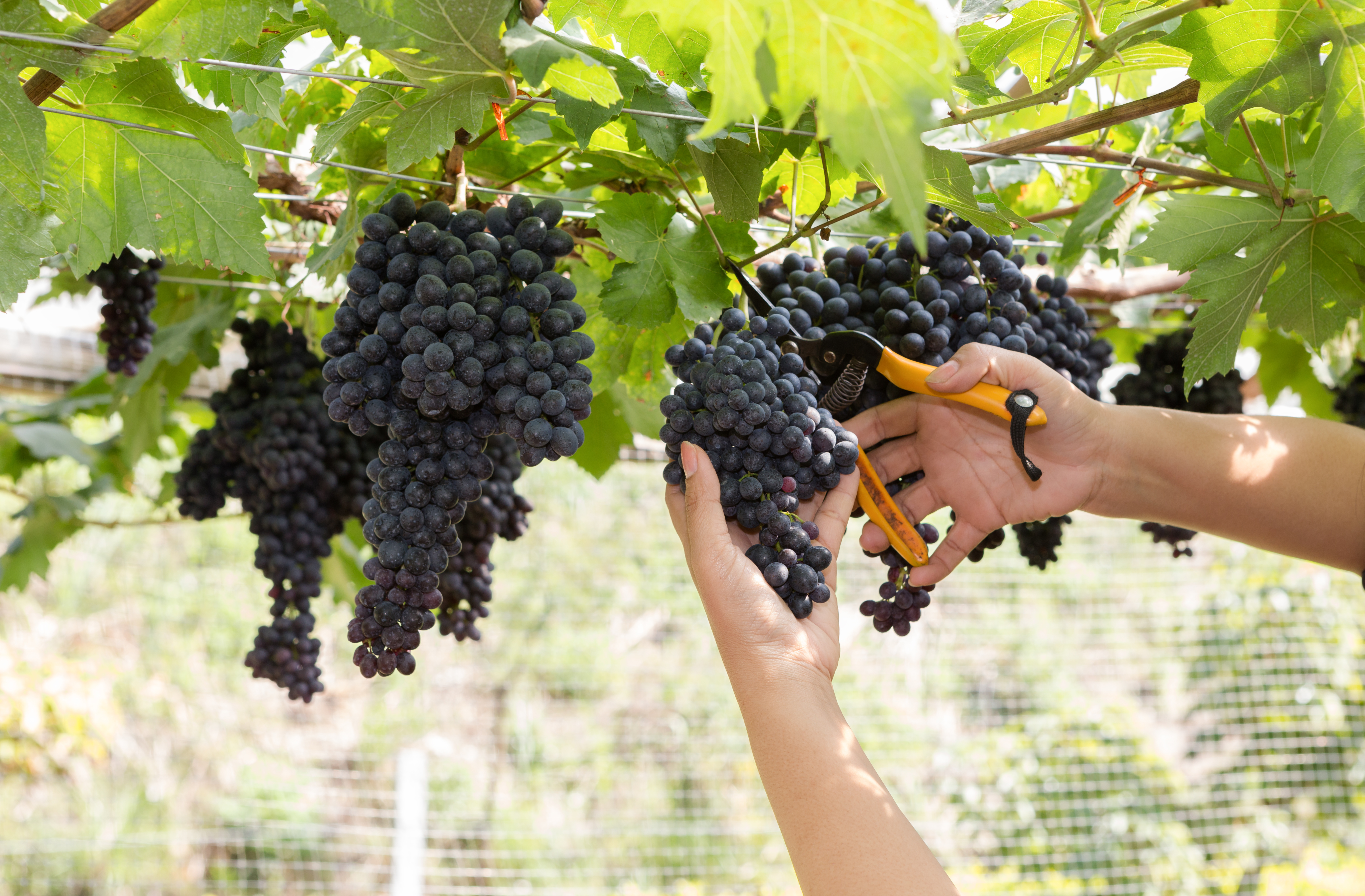 A person harvesting a whole cluster of wine grape bunch from a vine