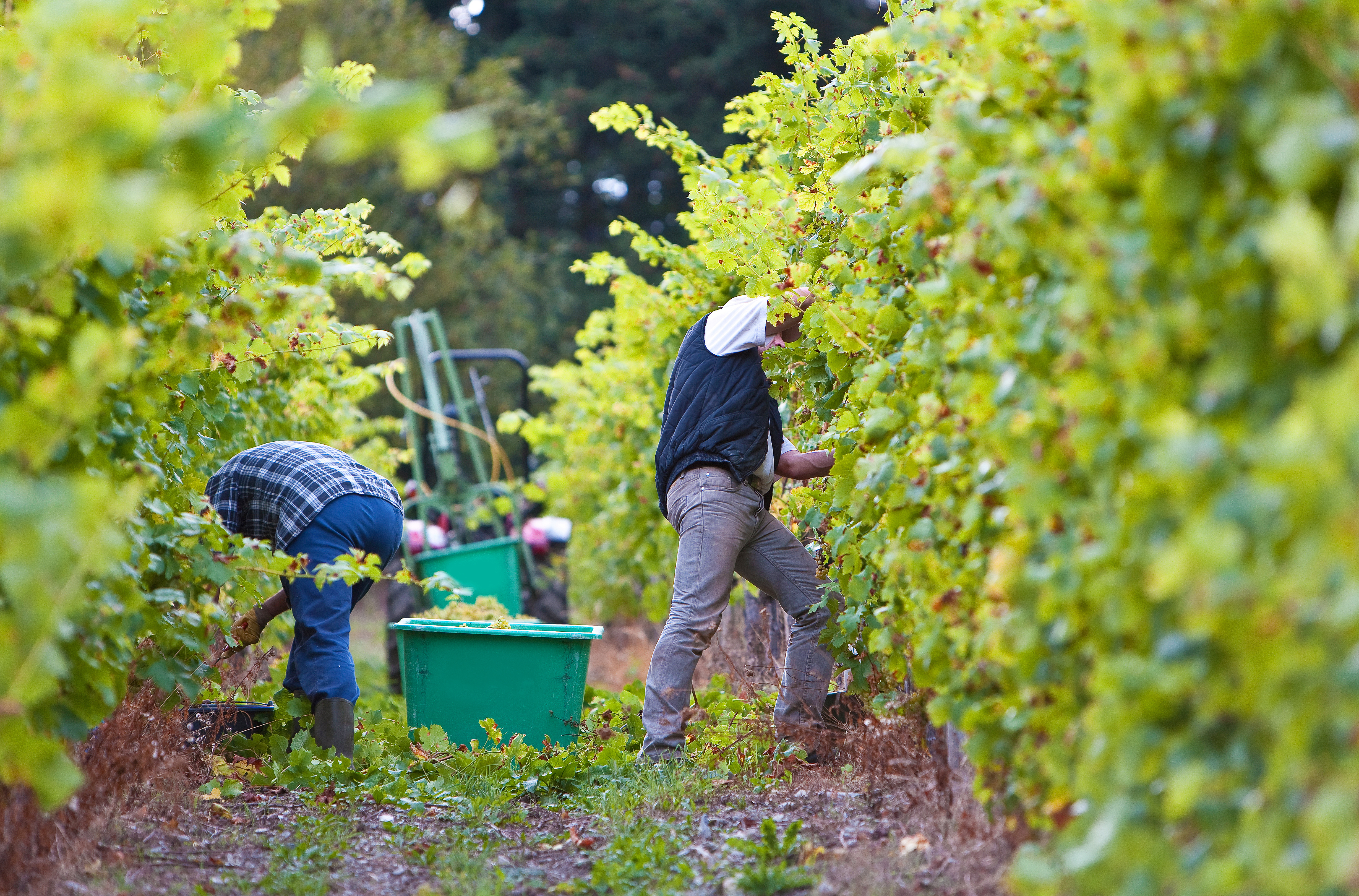 Two vineyard workers harvesting wine grapes