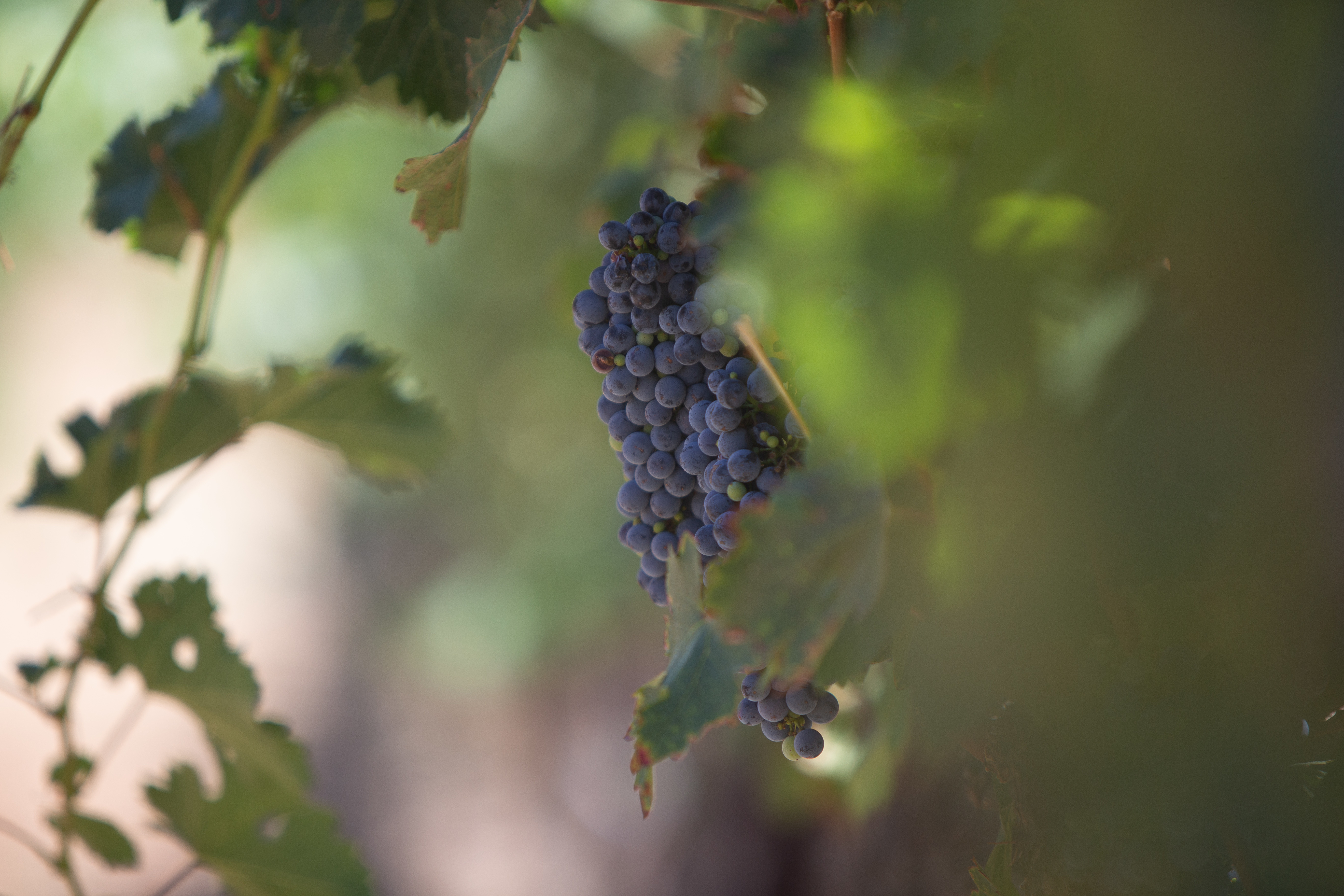 Malbec wine grape cluster hanging on the vine