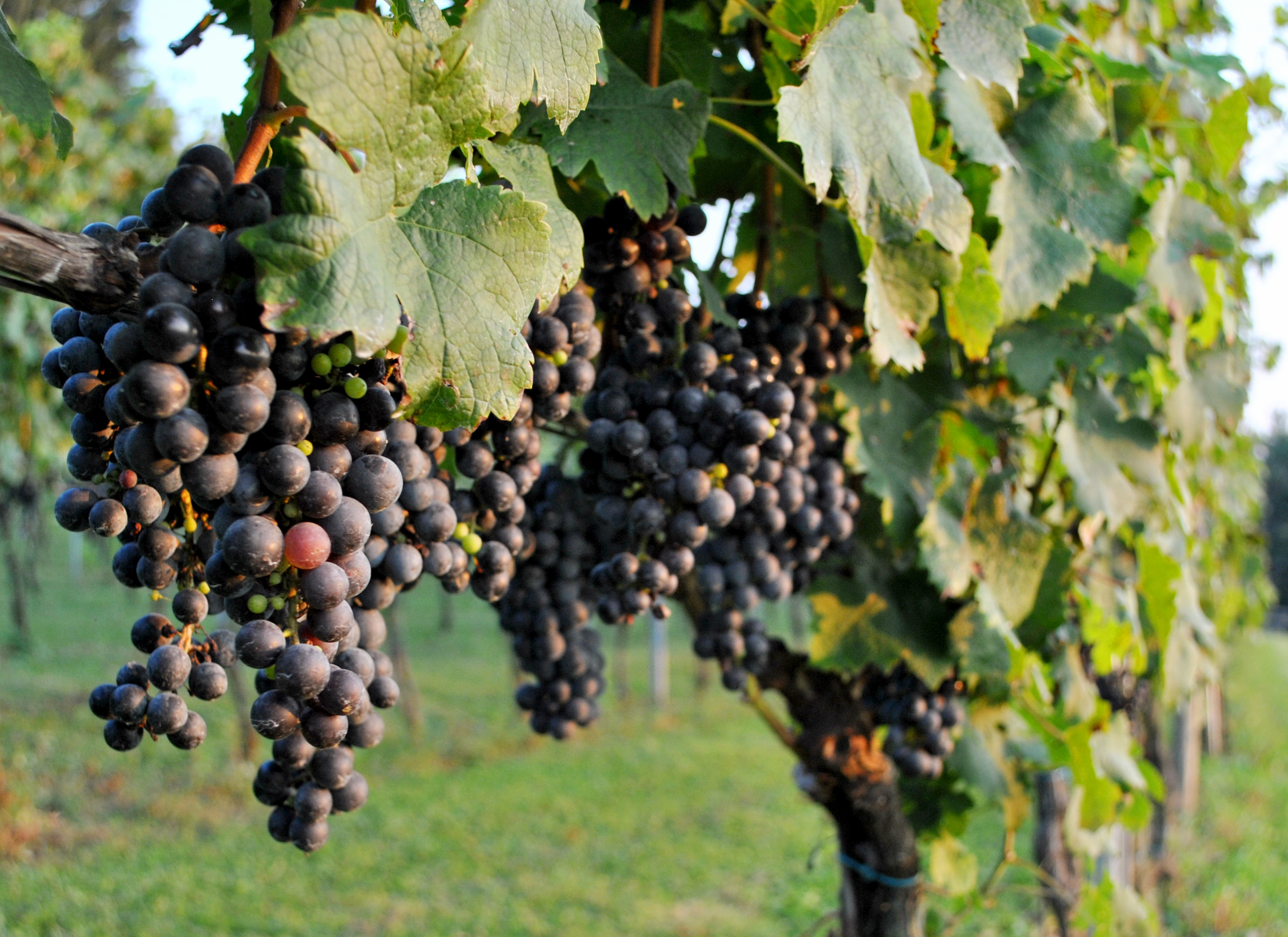 Red grapes on a vine in vineyard in Maryland, USA