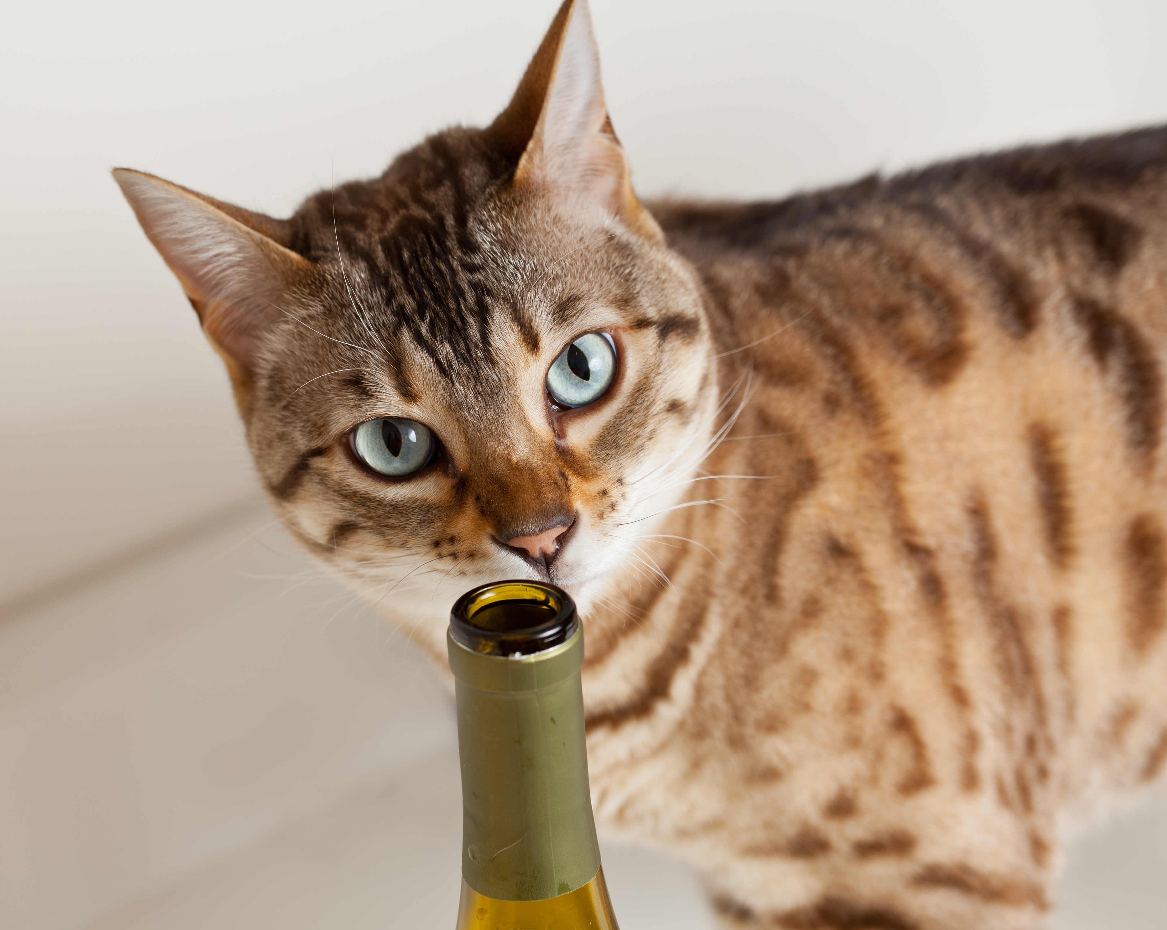 Cut kitten smelling the top of an opened wine bottle