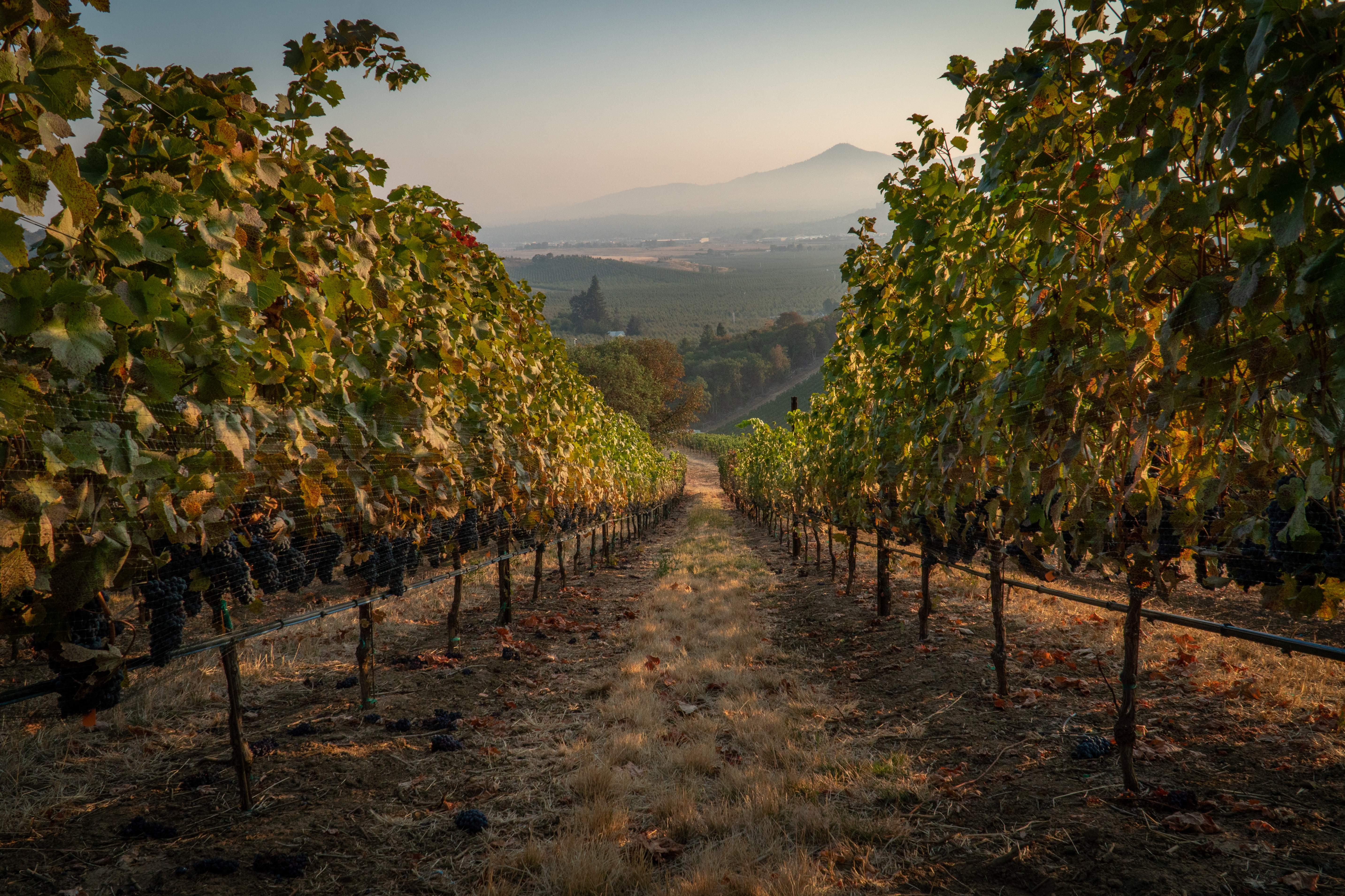 Rows of ripe Rogue Valley wine grapes ready for harvest at a hillside vineyard
