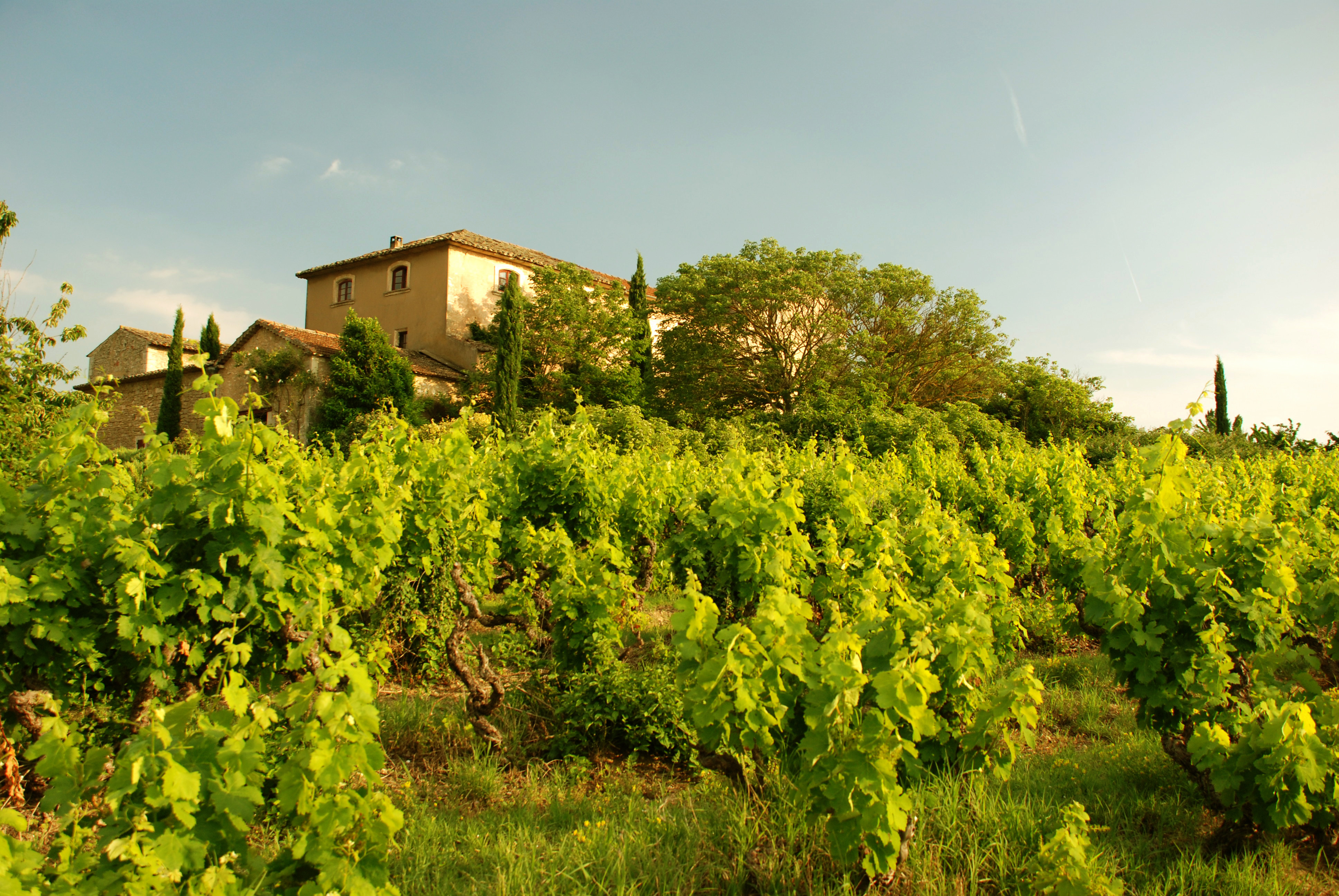 A winery and vineyard in Provence region of France