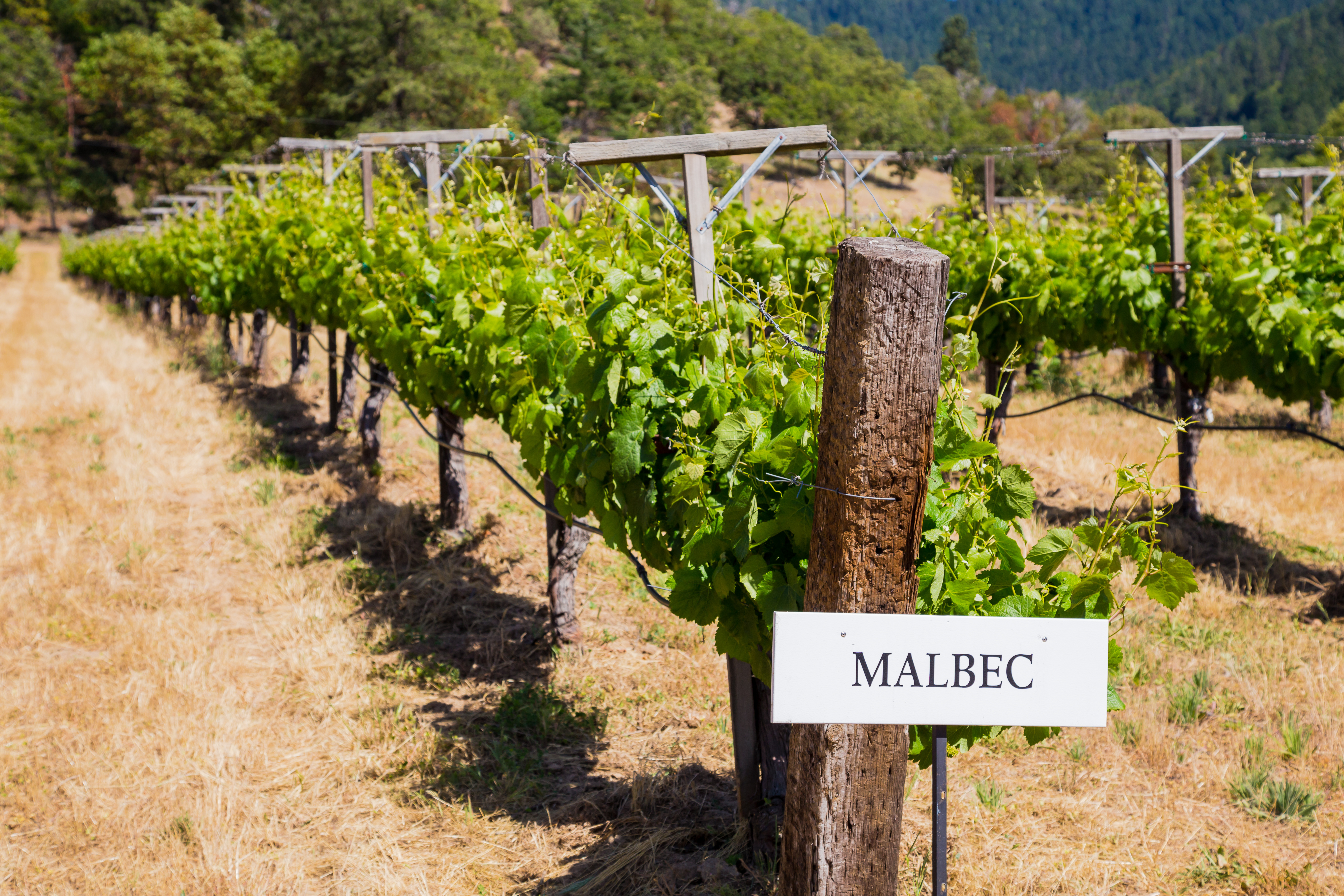 Malbec wine vines in a row with a sign reading "Malbec"