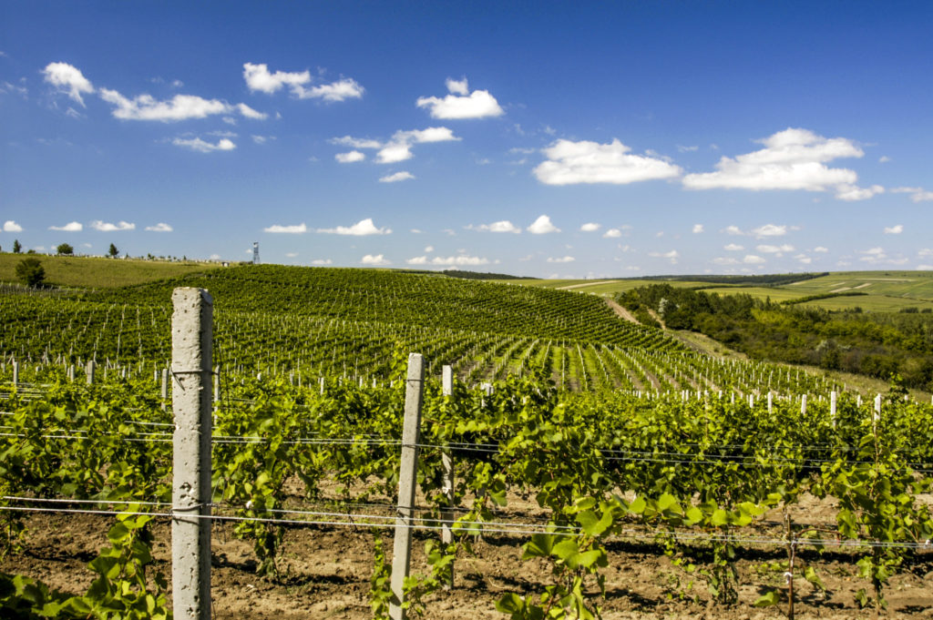 Moldovan wine vineyards on rolling hillsides