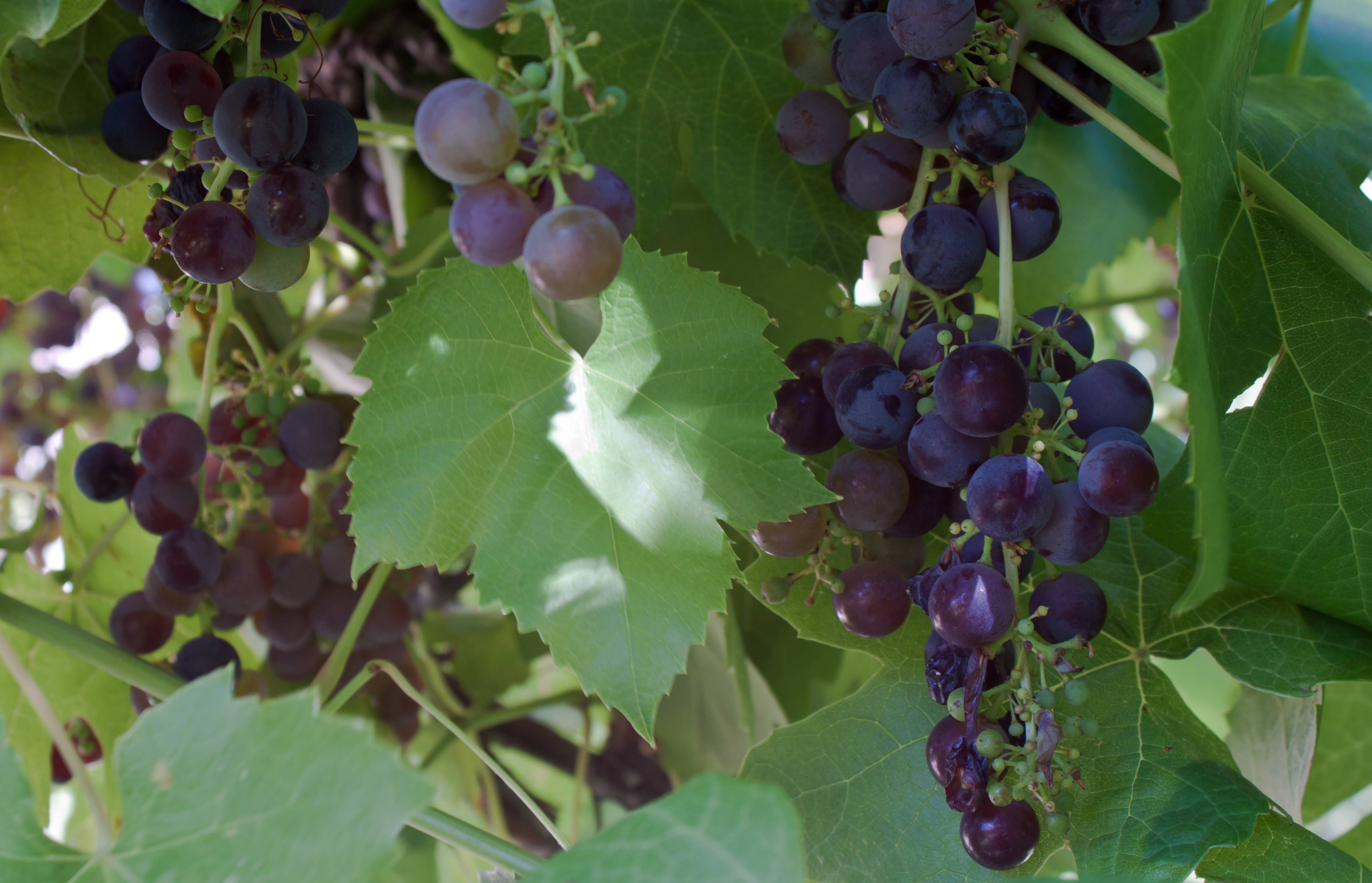 Close up of organic grown grapes in southern idaho
