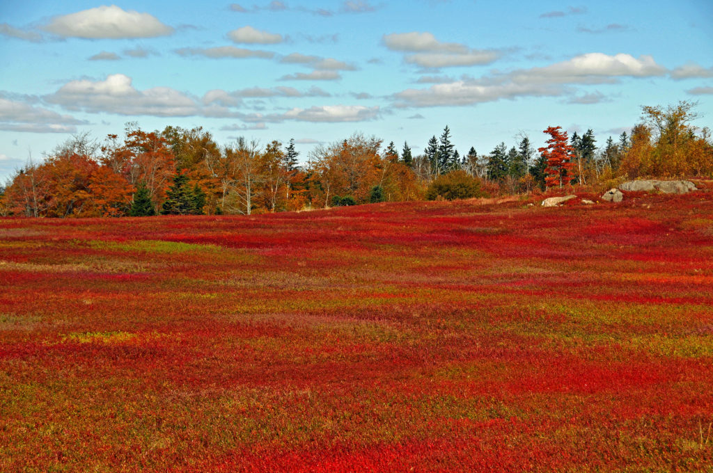 Cranberries ready for harvest