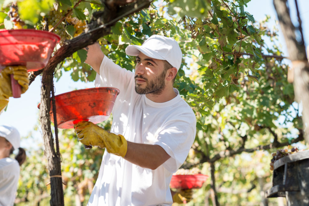 Farmers perform the laborious task of harvesting wine grapes from the vineyard upon achieving optimal ripeness
