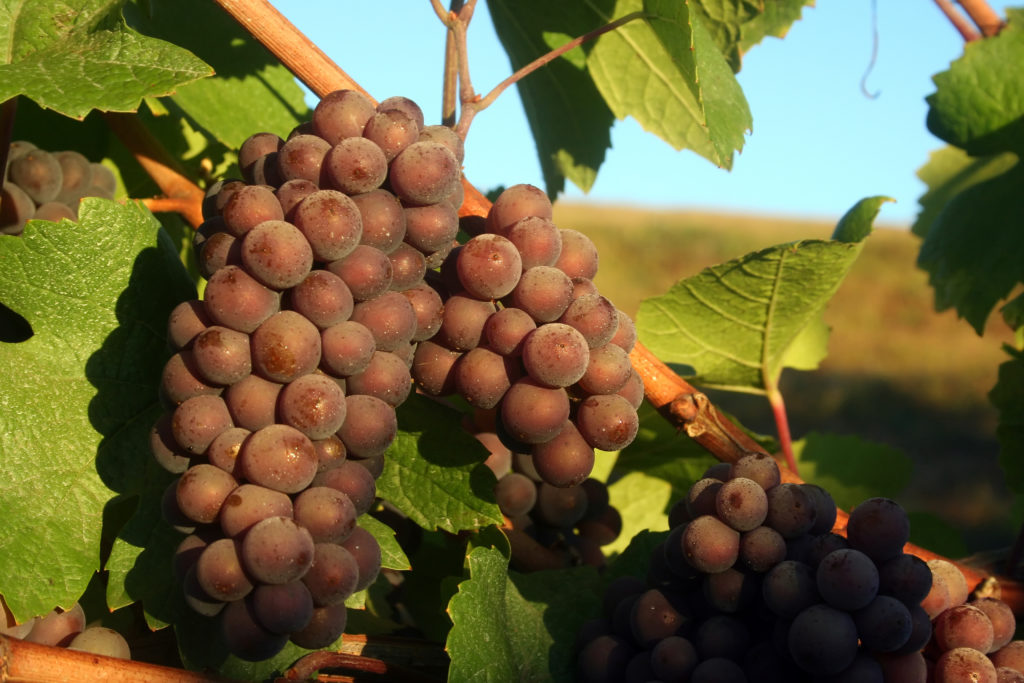 Ripe Oregon Pinot Gris hangs on the vines