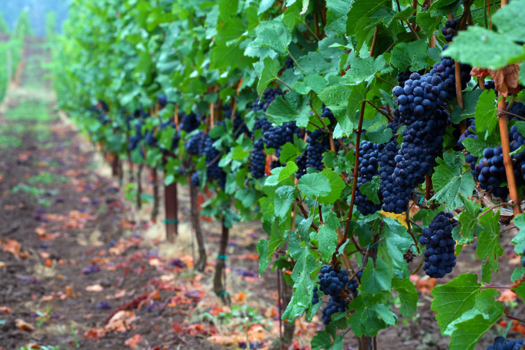 Ripe Oregon Pinot Noir hangs on the vines