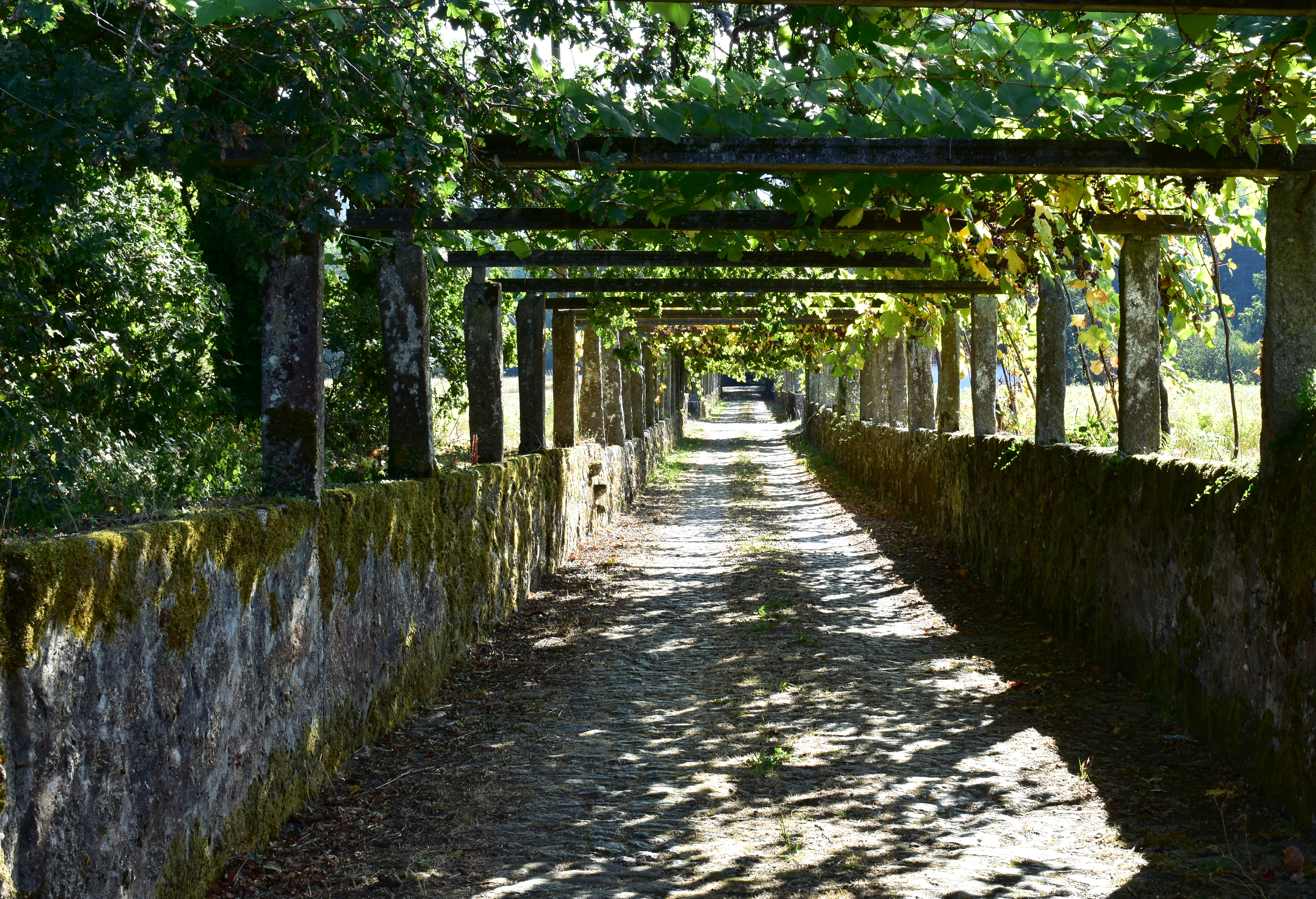 Path with vine tree. Sun light with shadows, Cambados, Galicia, Spain.