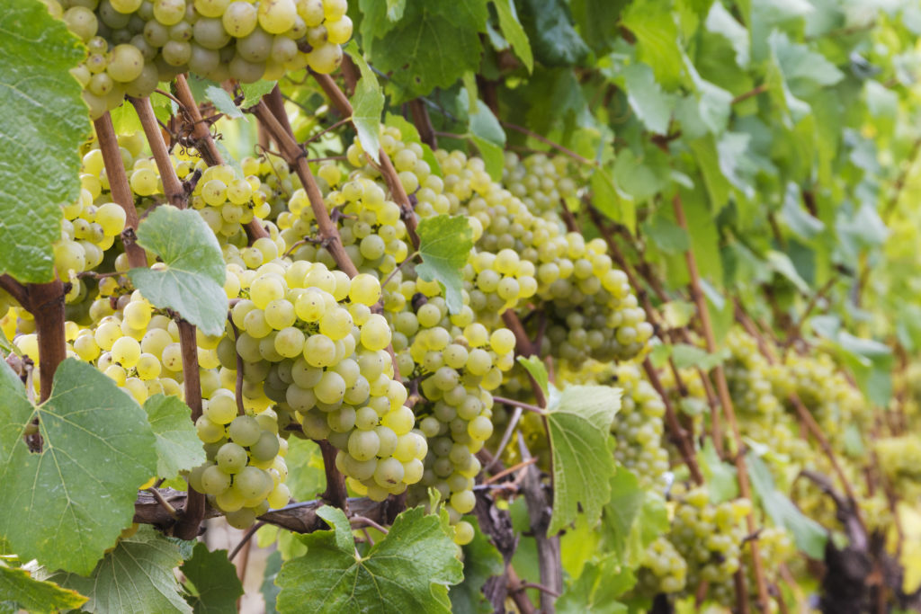 Ripe Oregon Chardonnay hangs from the vines