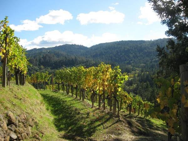 Reverie Diamond Mountain region profile showing a hilltop vineyard row in late summer