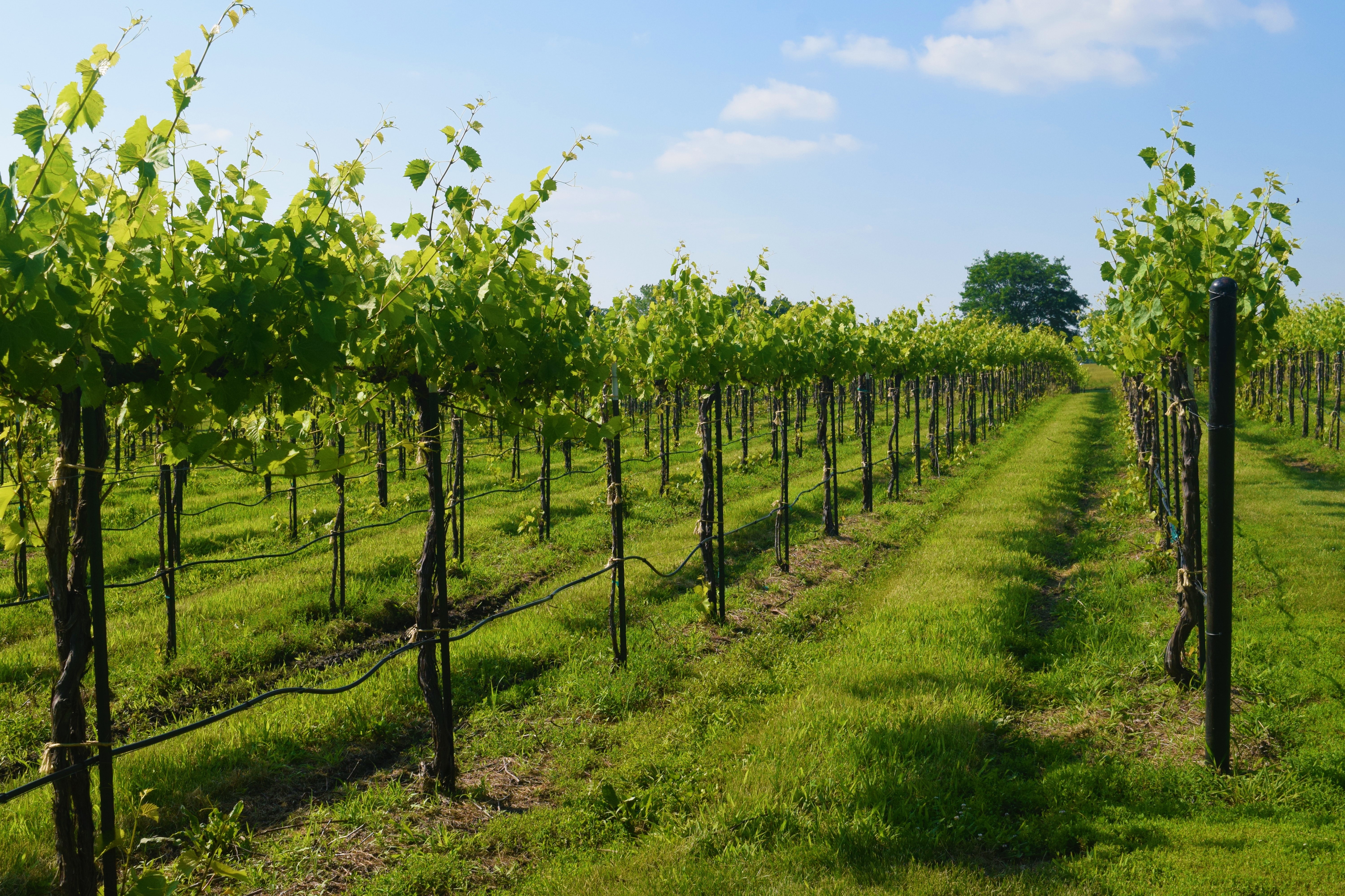Early spring view of wine grape vine rows in a vineyard with lush green grass and a small canopy