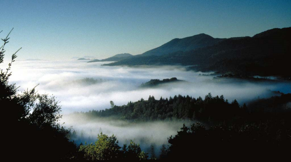 Morning fog envelops the Oak Knoll valley in Napa Valley wine country
