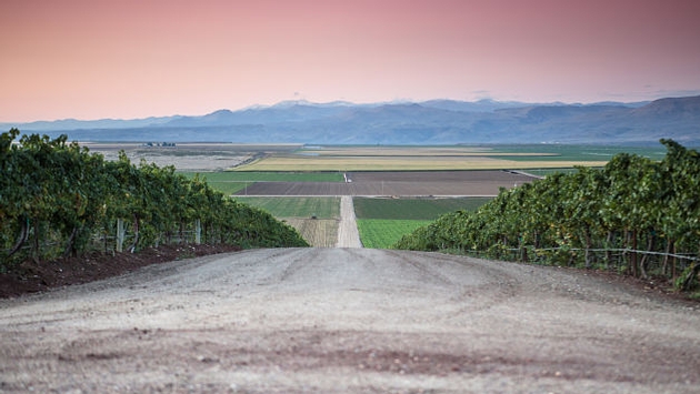 Beautiful look down a dirt road separating two vineyard blocks with a sunset sky in the background