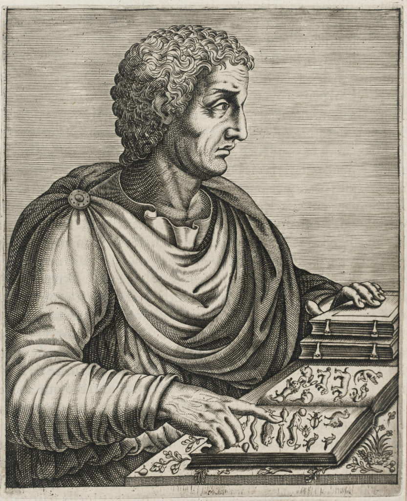 Drawing of Pliny the Elder