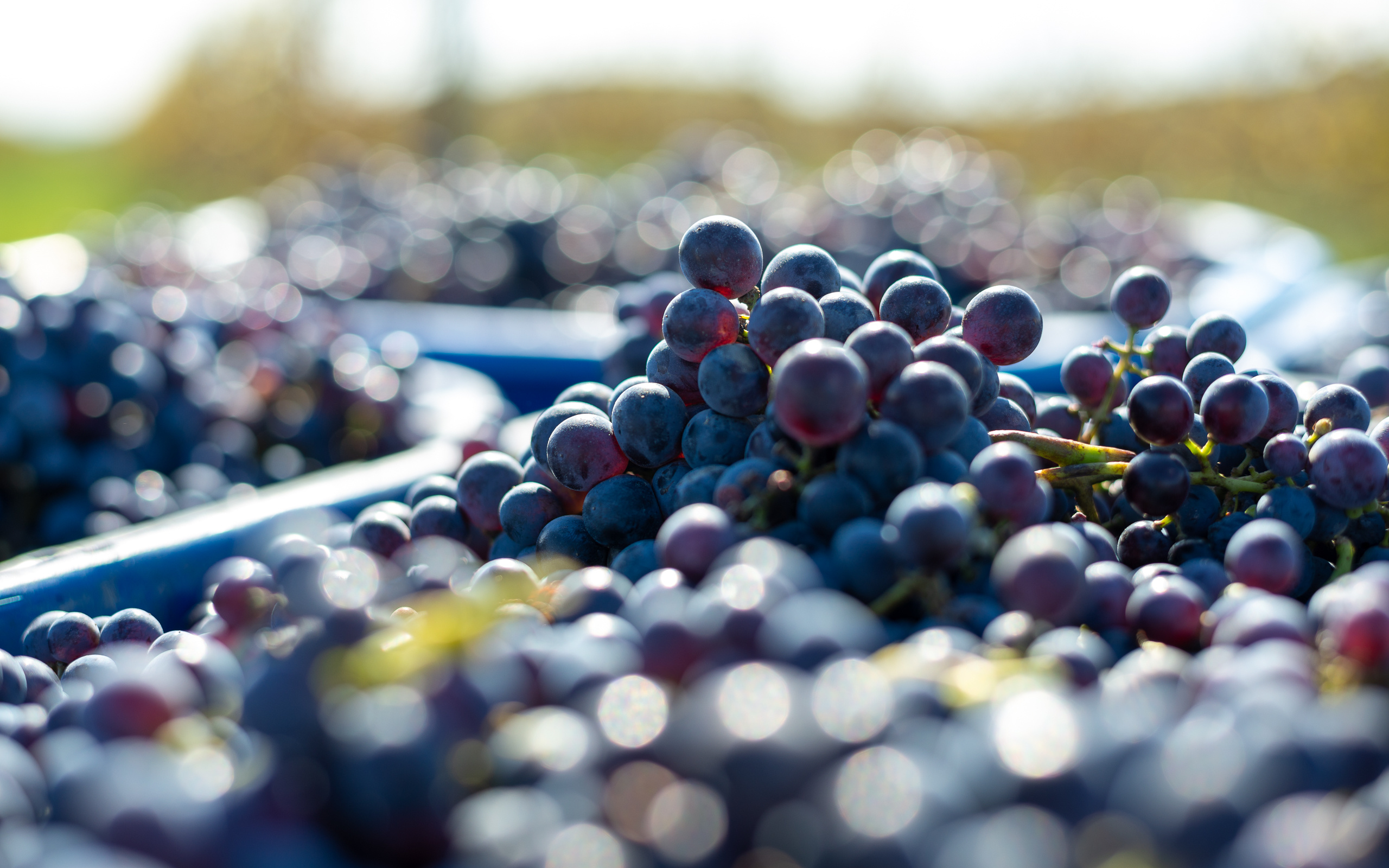 Closeup of harvested red wine grapes in bins