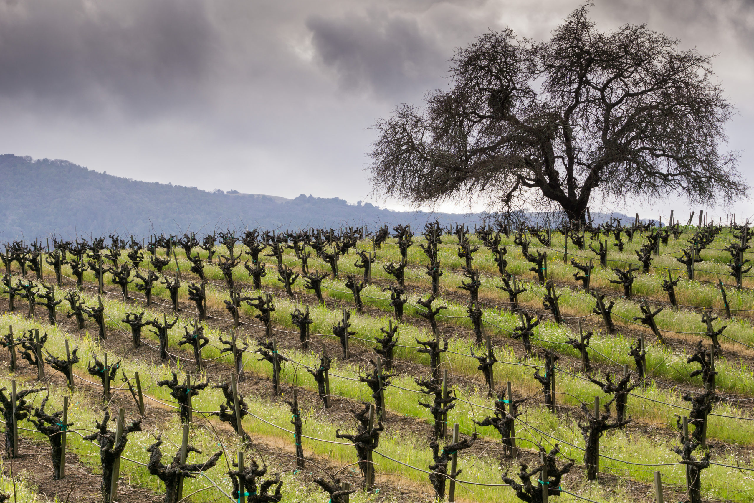 Winter vineyard in Sonoma Valley with dormant vines in a row