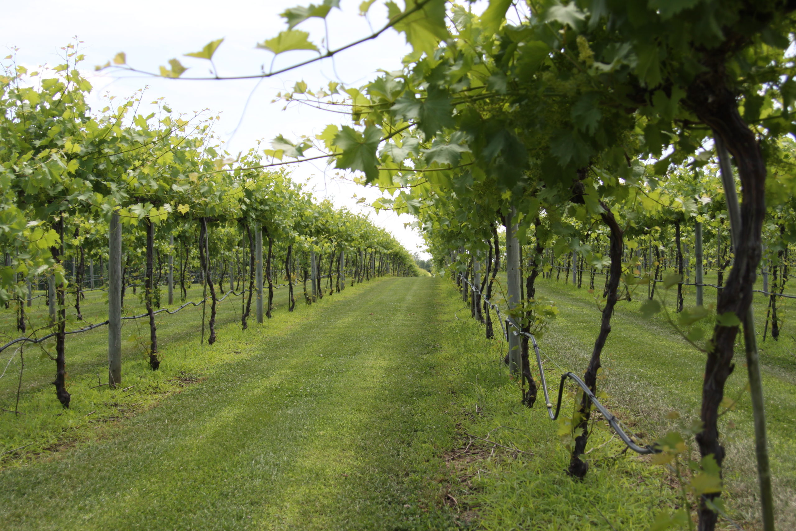 Mid spring view of vineyard grape canopy from Southern Illinois