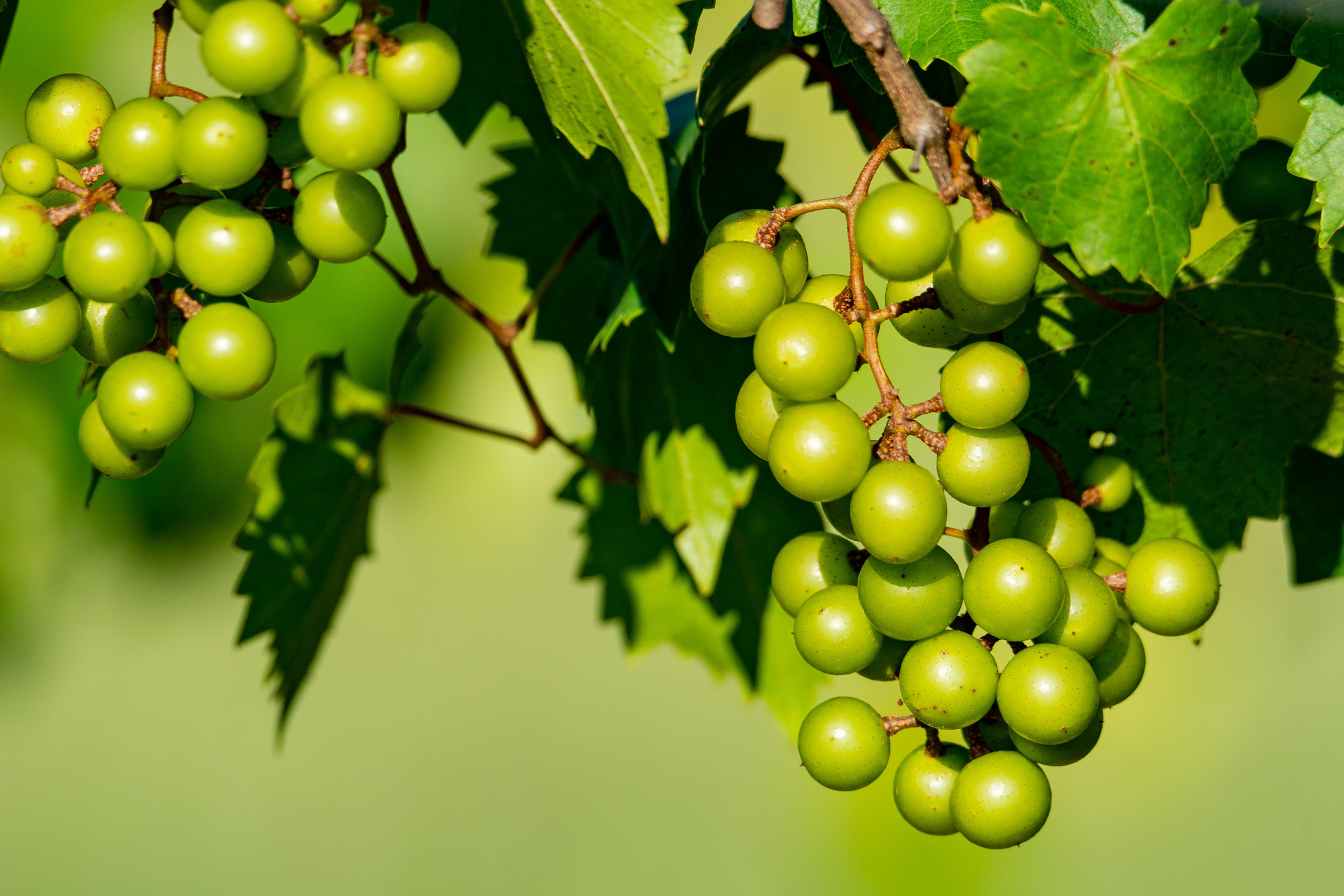 Image of grape cluster on the vine at a very early stage with small green berries