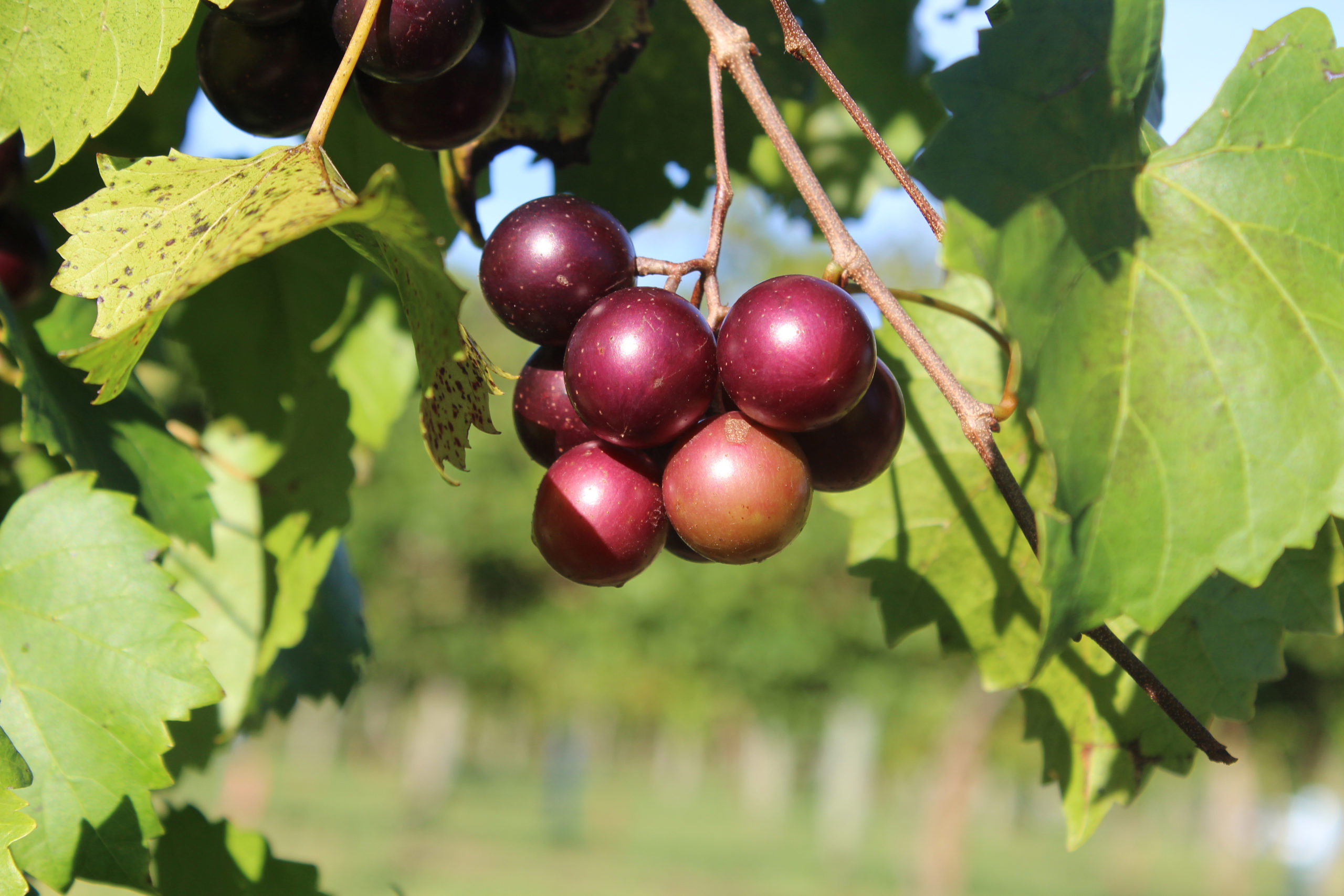 Muscadine wine grape cluster ripening on the vine
