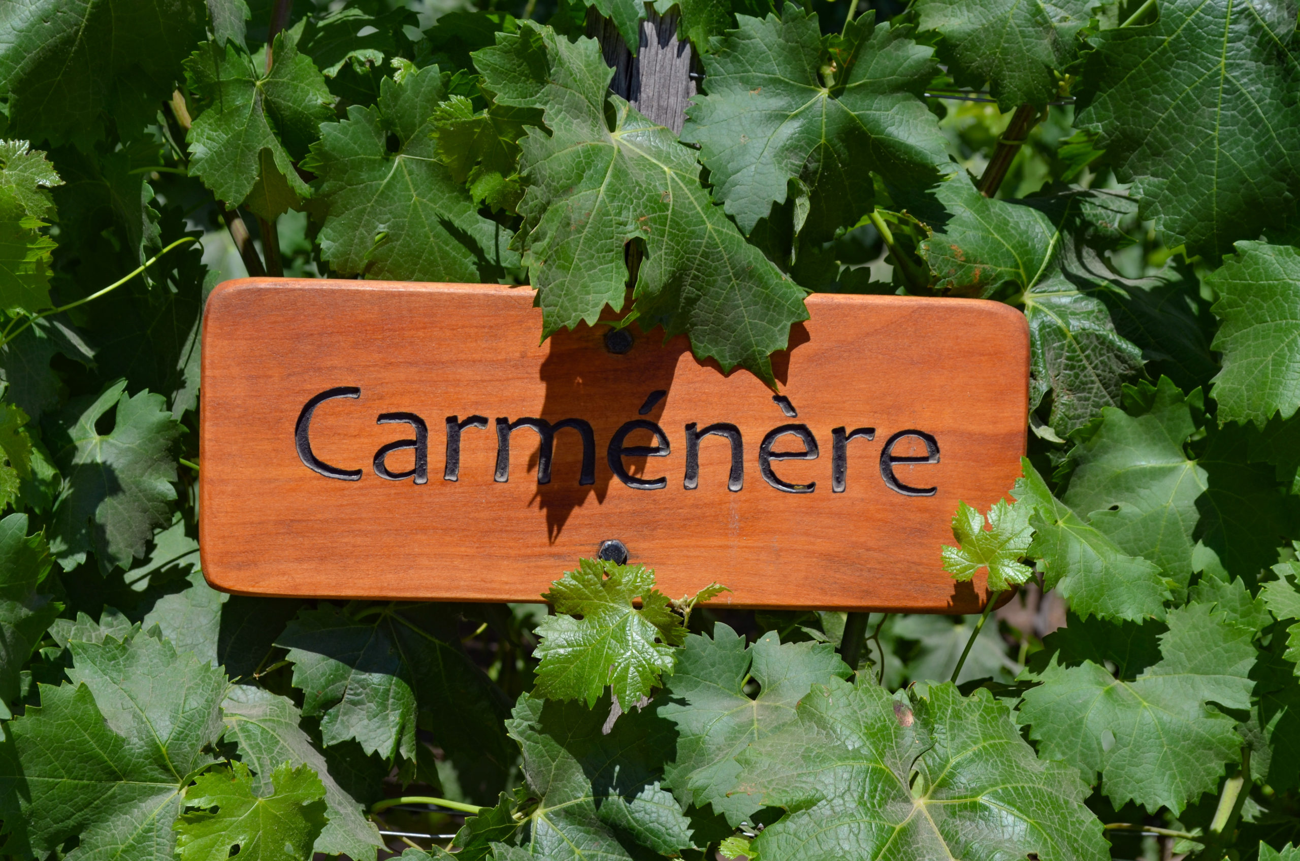 Vineyard sign reading Carmenere to mark the varietal on this vineyard row