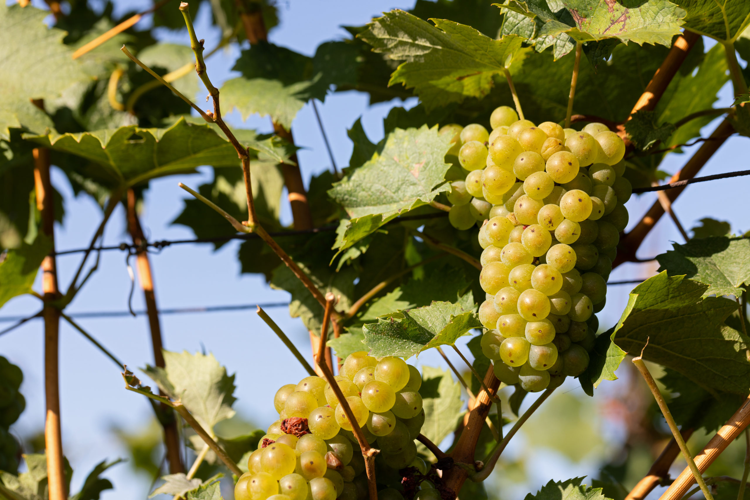 Vineyard in Romania showing a grape cluster ripening on the vine