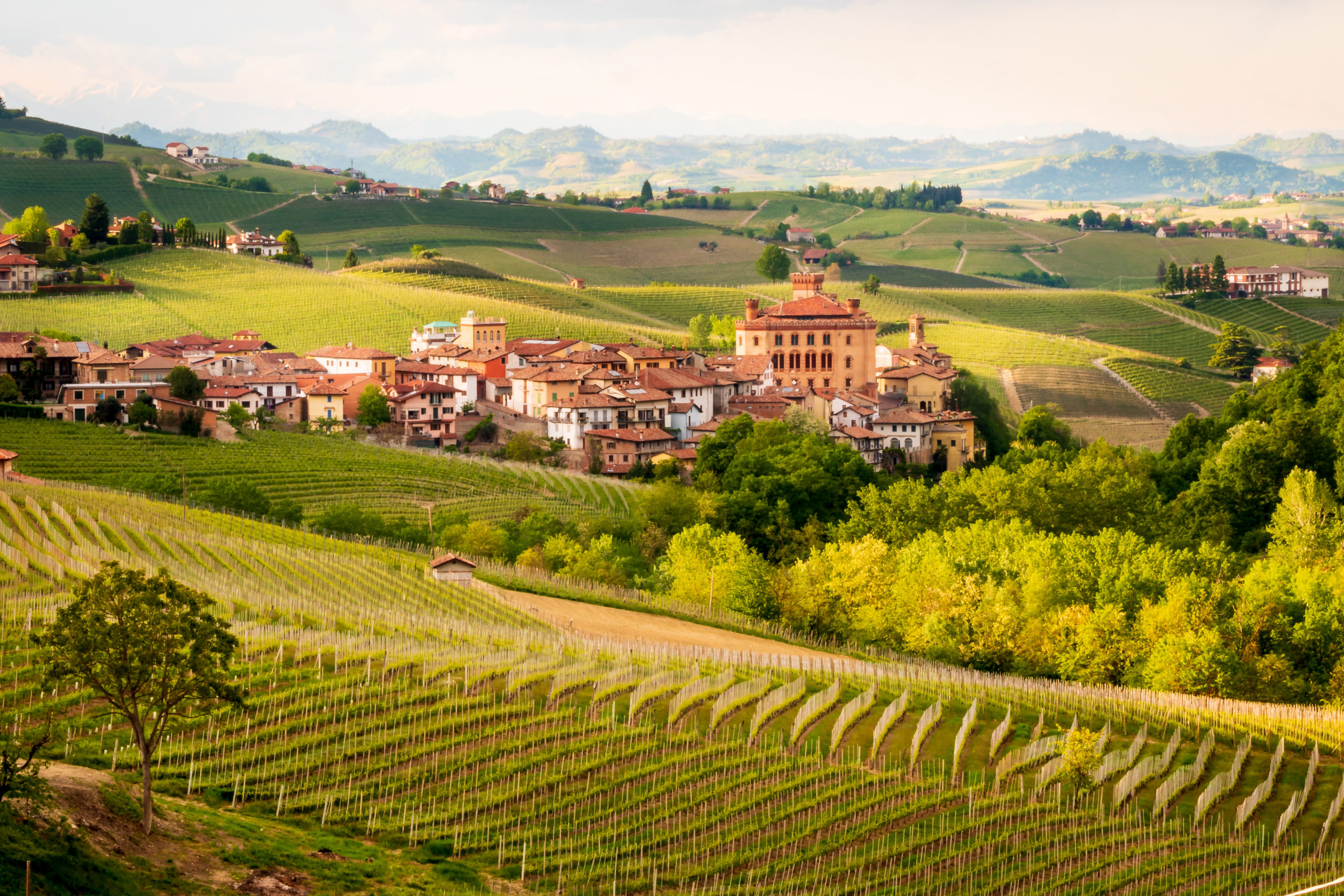 Cameron Hughes Wine source vineyards of Barolo in Italy