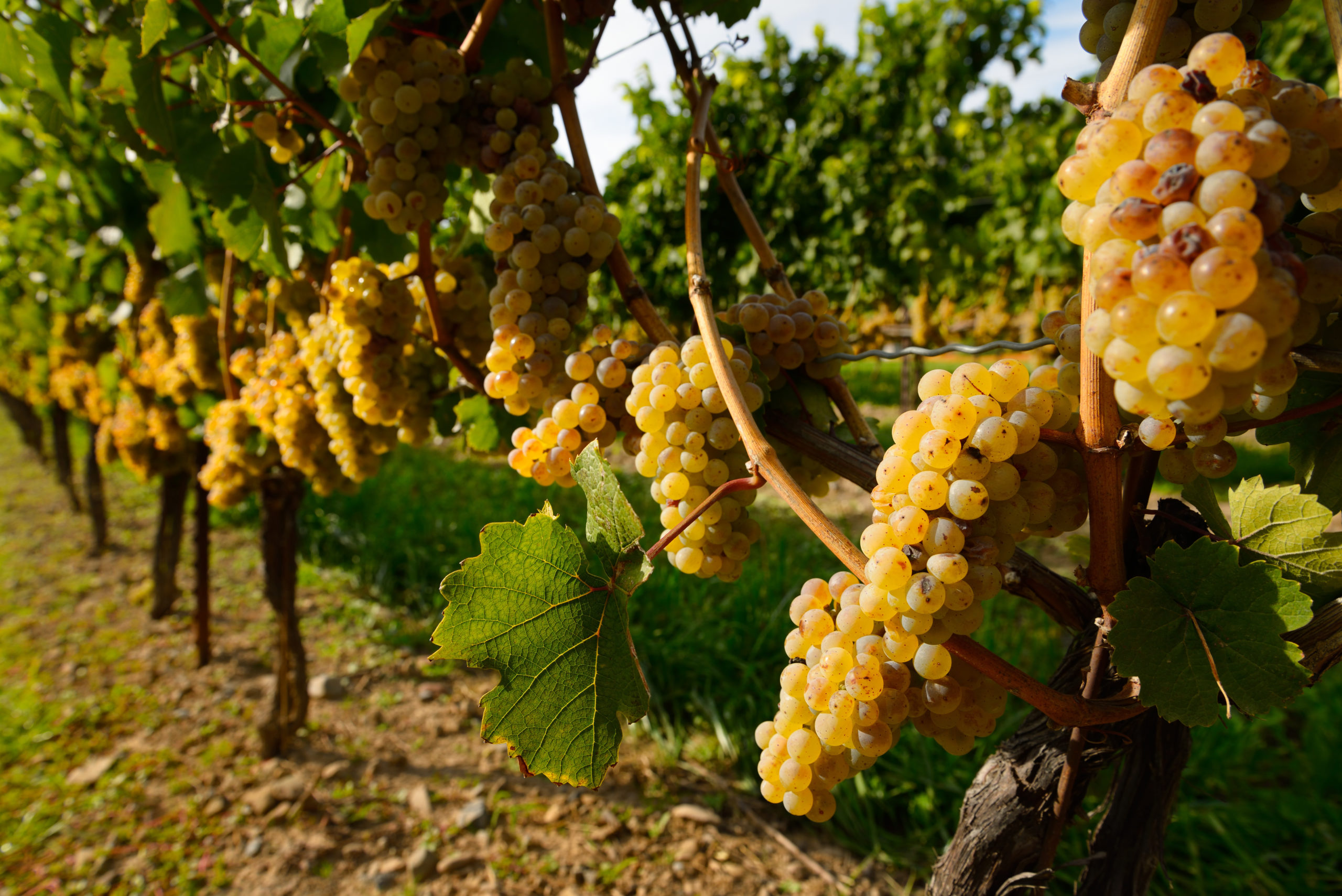 Golden Riesling grapes on rows of vines